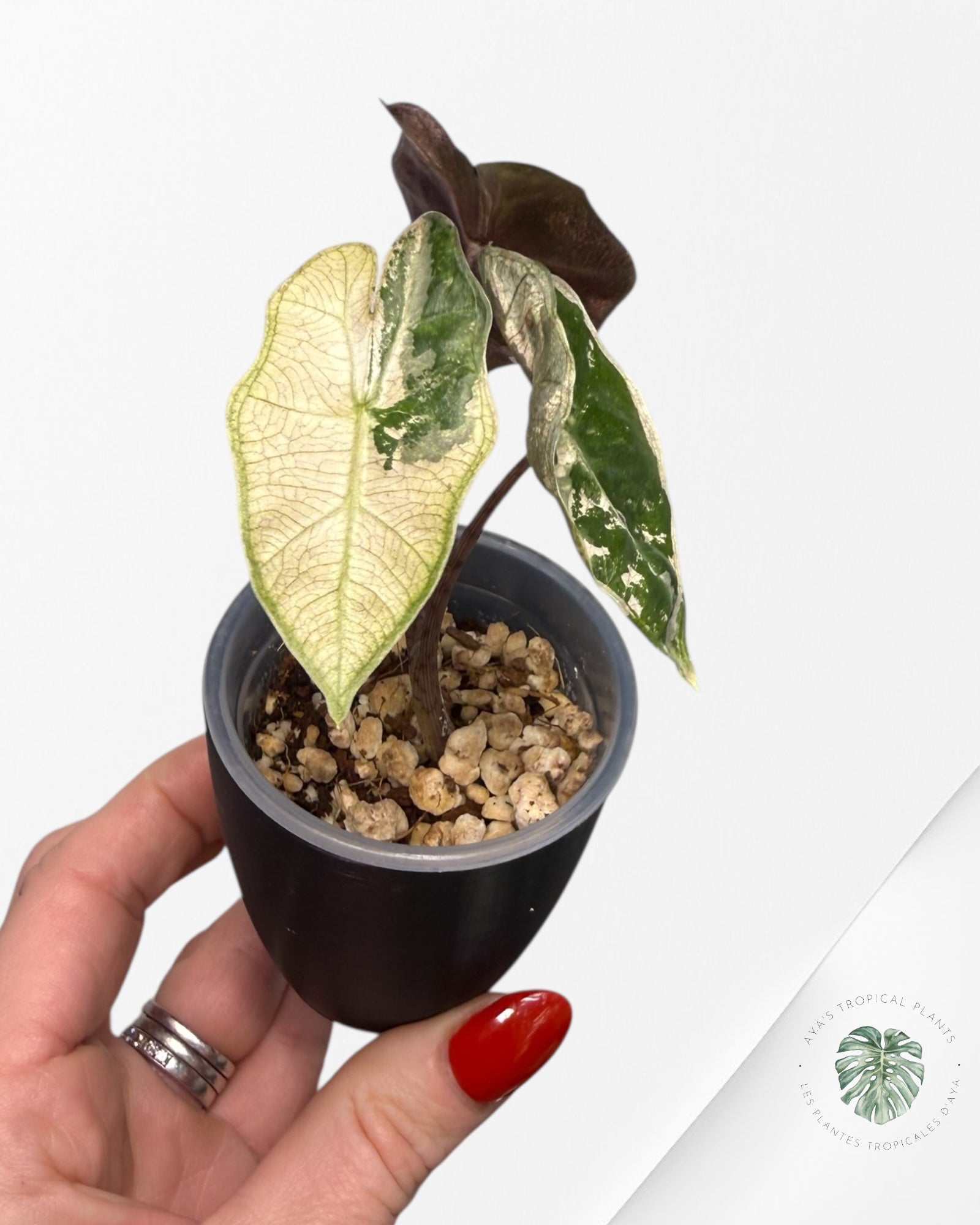 Alocasia Pseudo-Sanderiana rose panaché