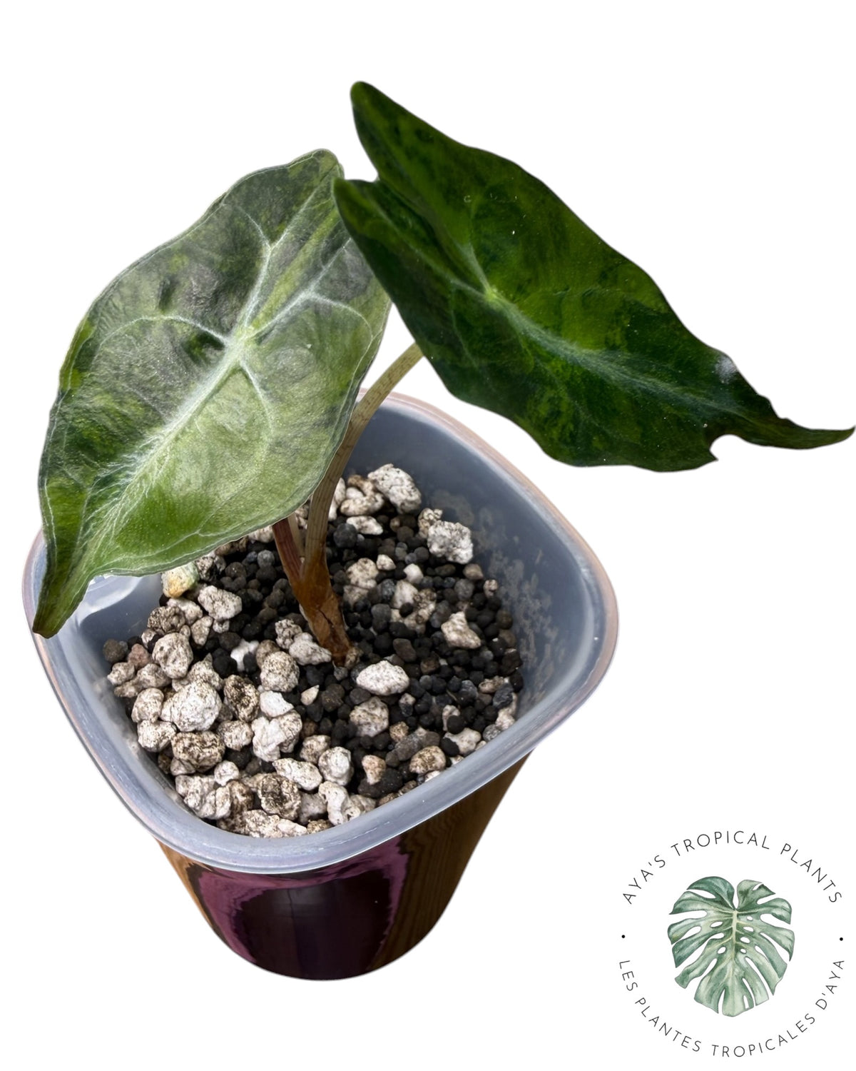 Alocasia Venom Aurea Variegated