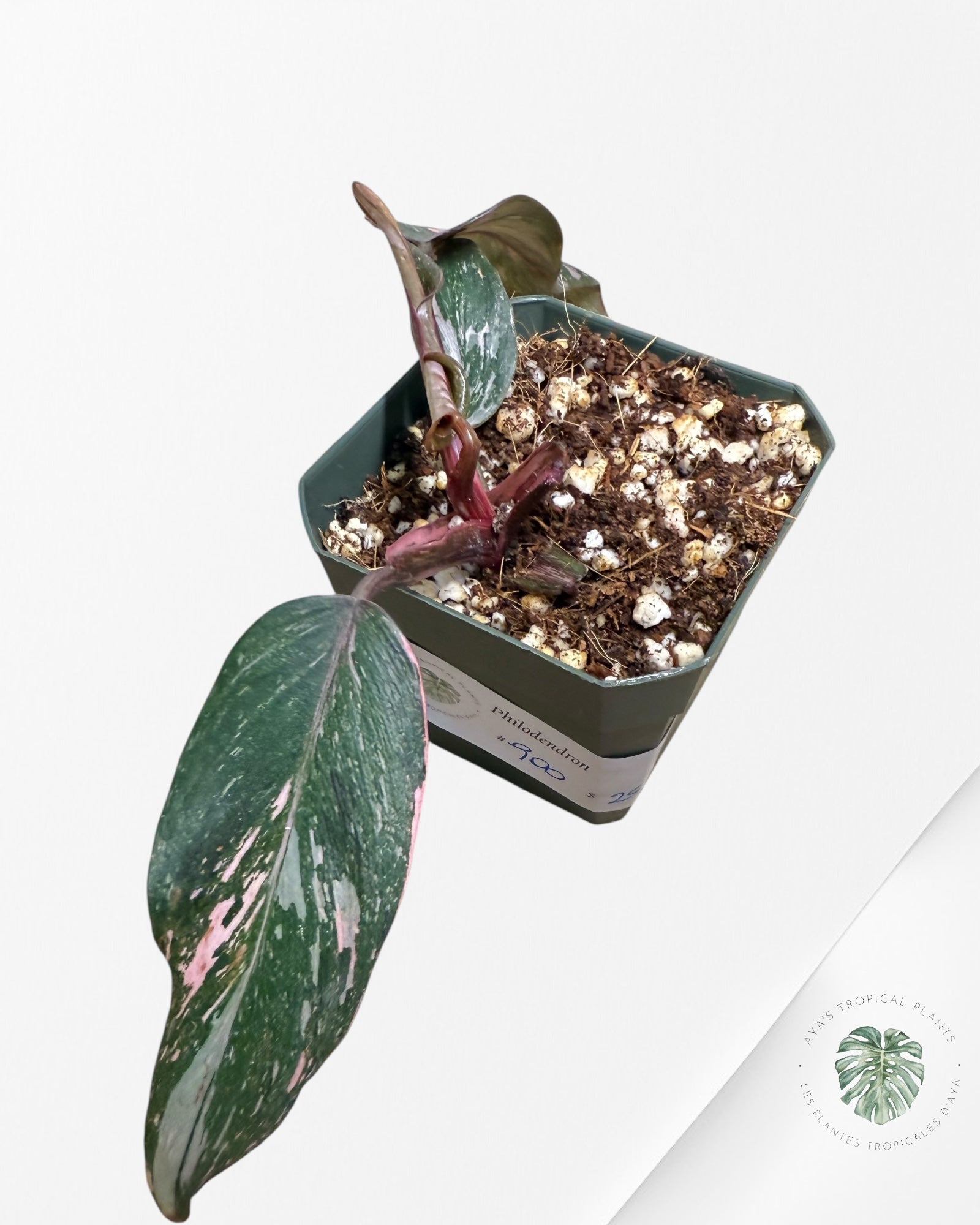 Philodendron Pink Princess Galaxy - SP900