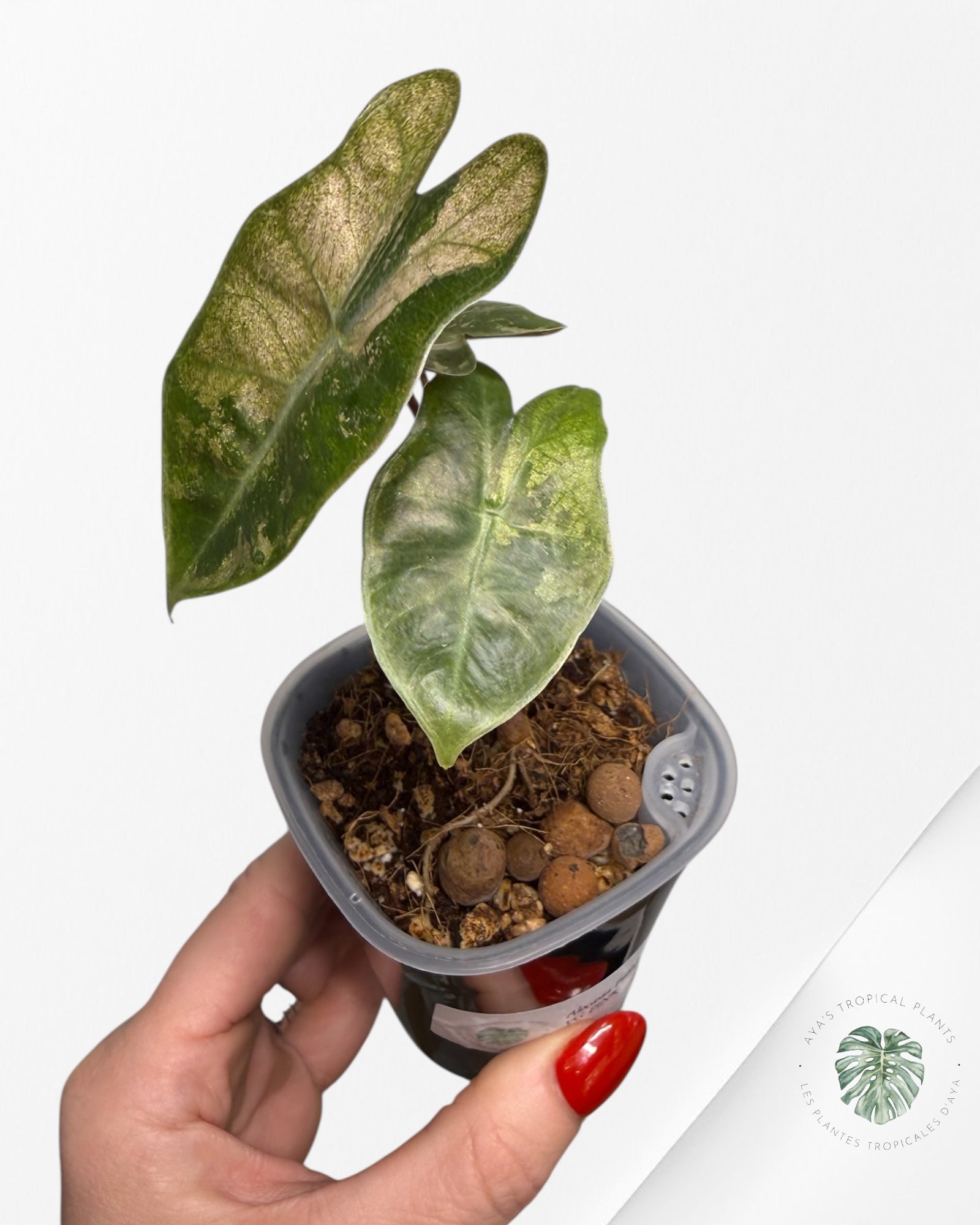 Alocasia Pseudo-Sanderiana rose panaché