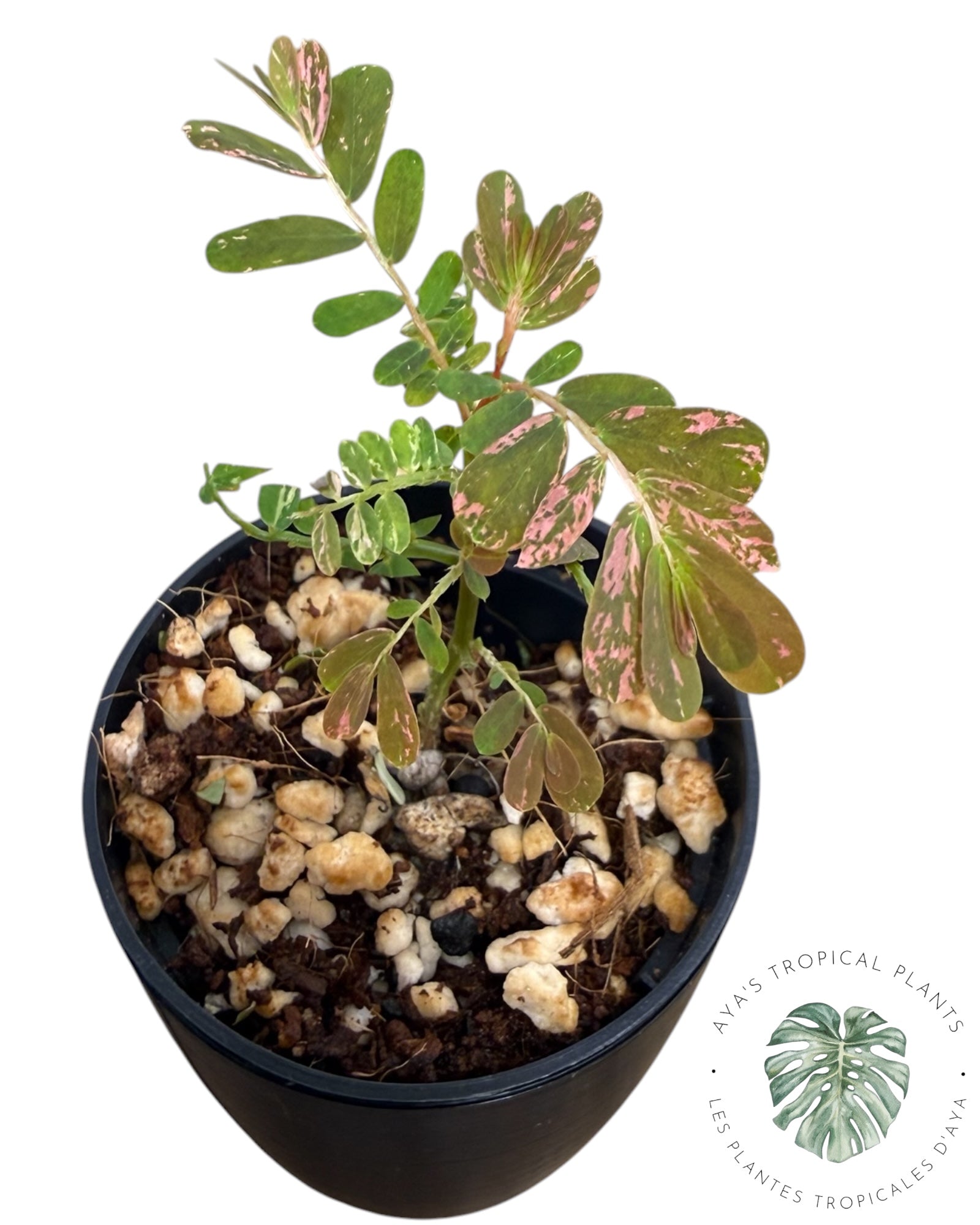 Phyllanthus urinaria 'Pink Variegated