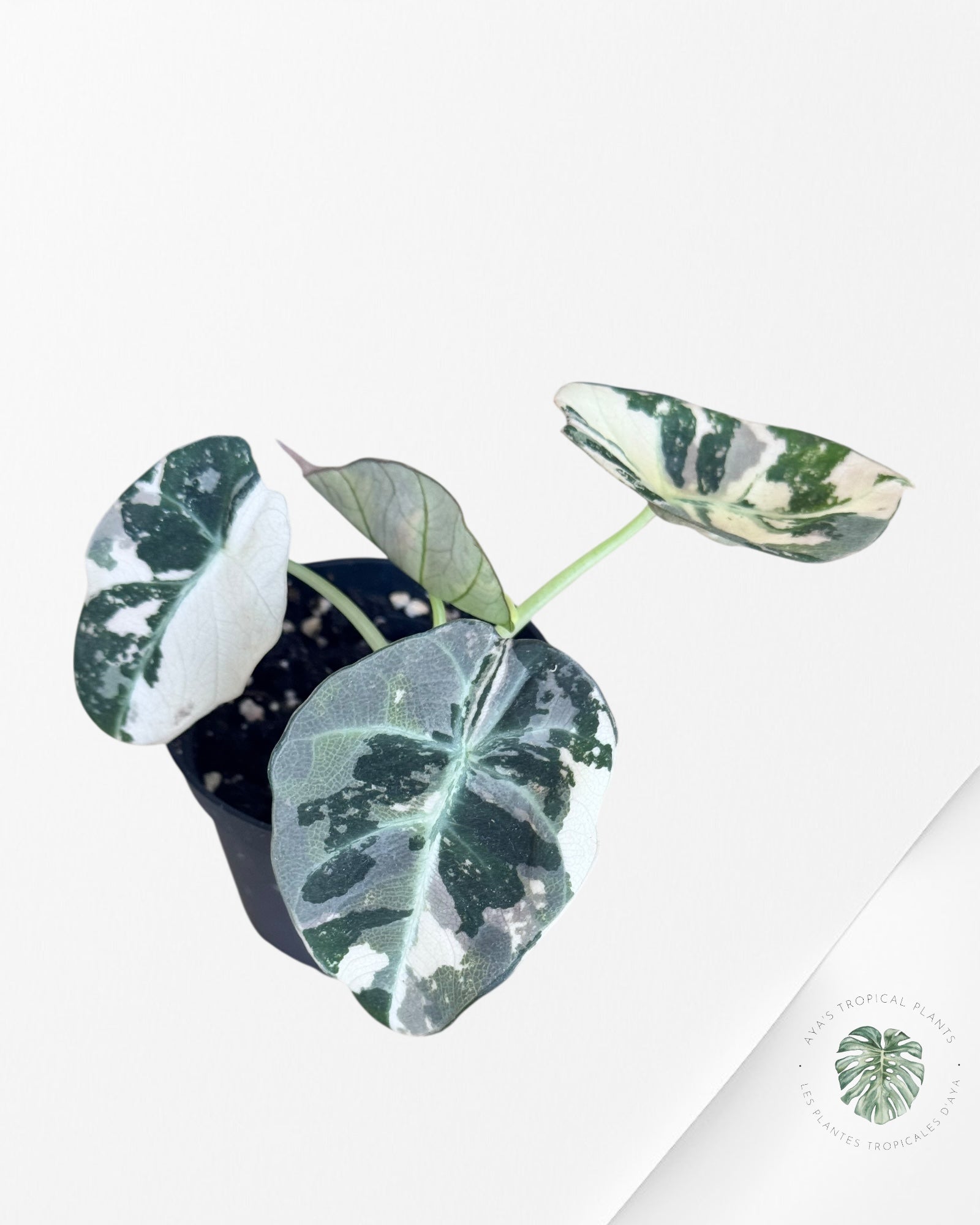 Alocasia Black Velvet Pink - PP2