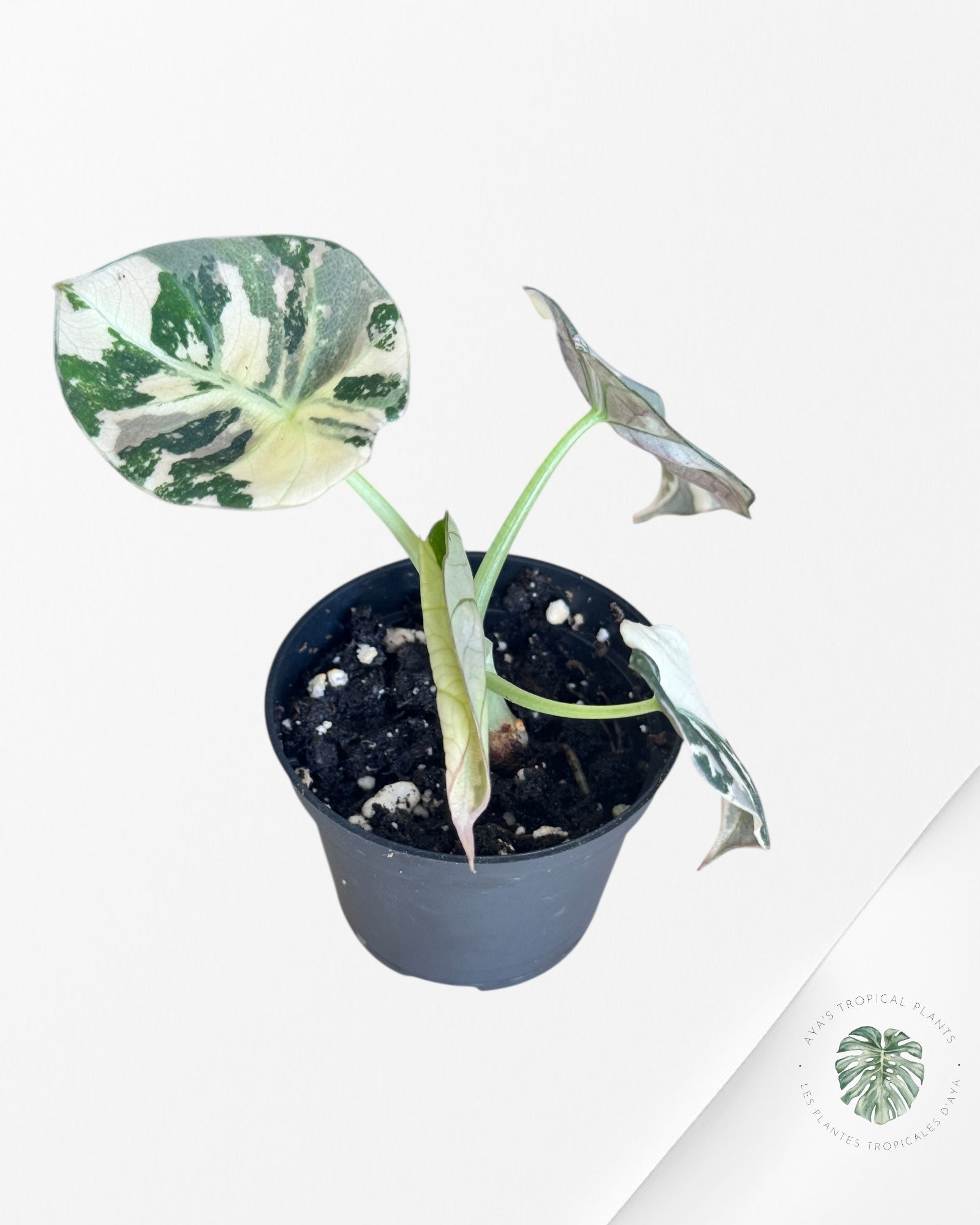 Alocasia Black Velvet Pink - PP2