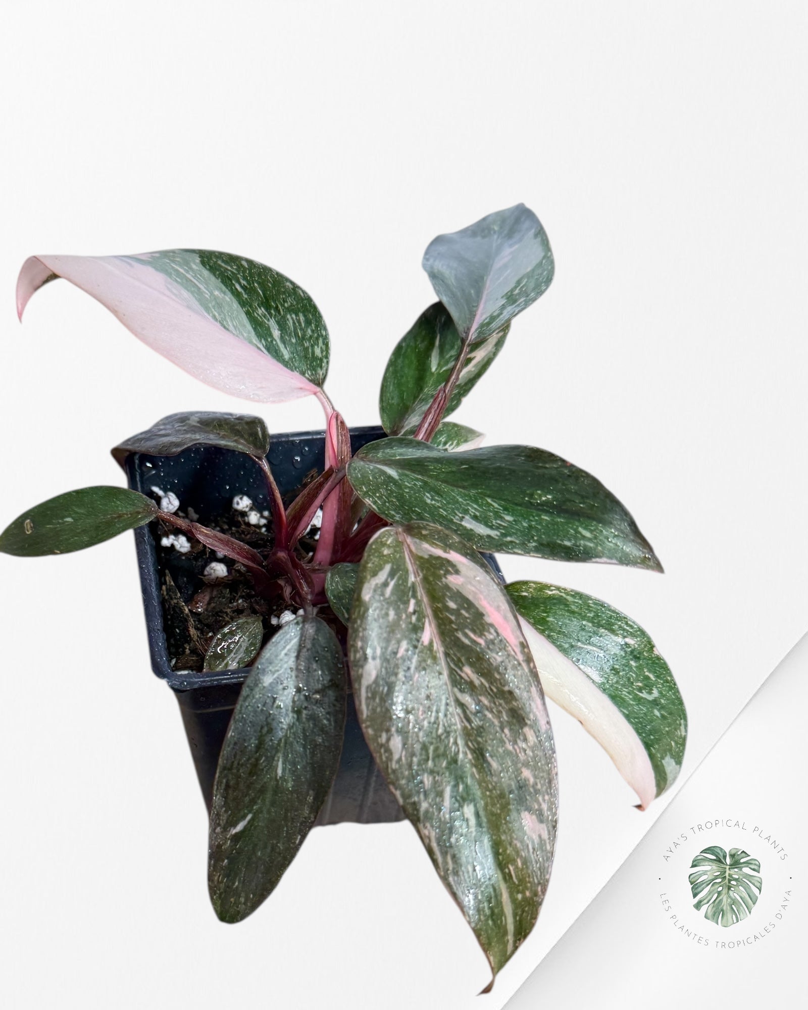 Philodendron Pink Princess Galaxy - 10