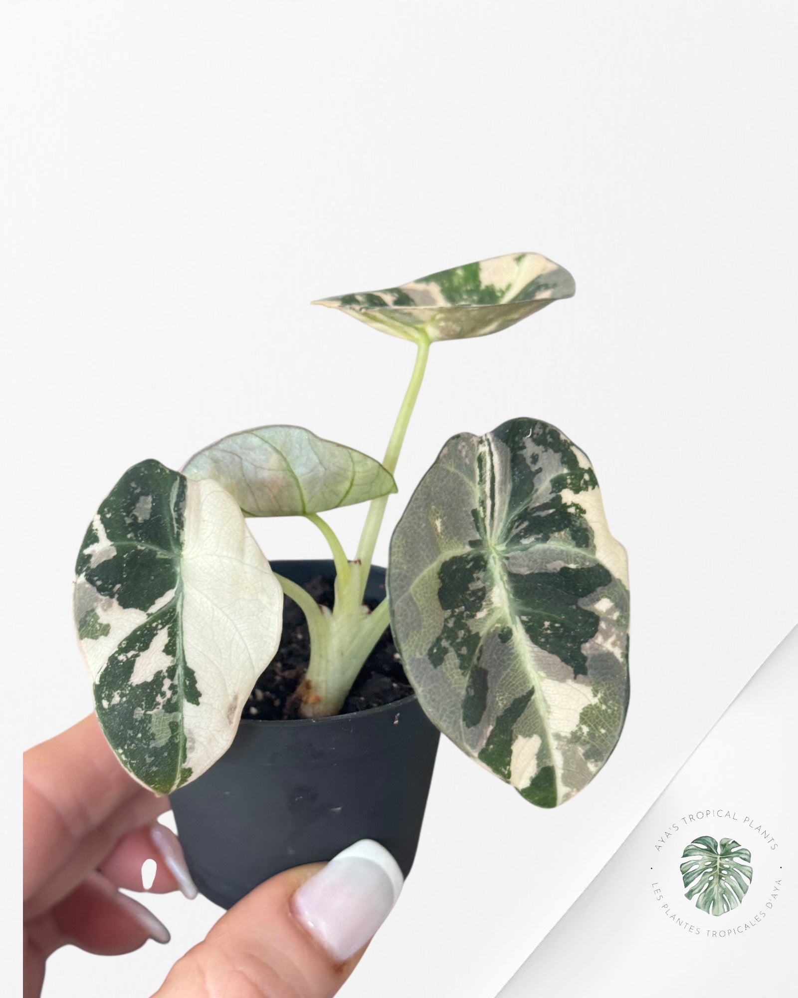 Alocasia Black Velvet Pink - PP2