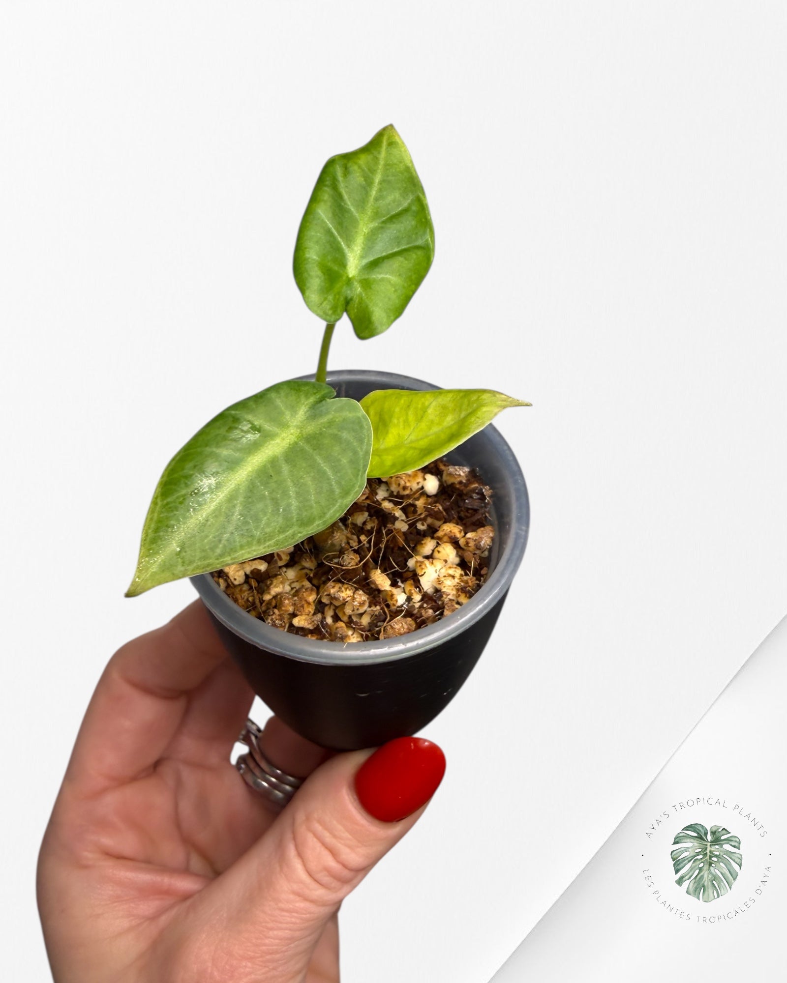 Alocasia Regal Shield Aurea Variegated