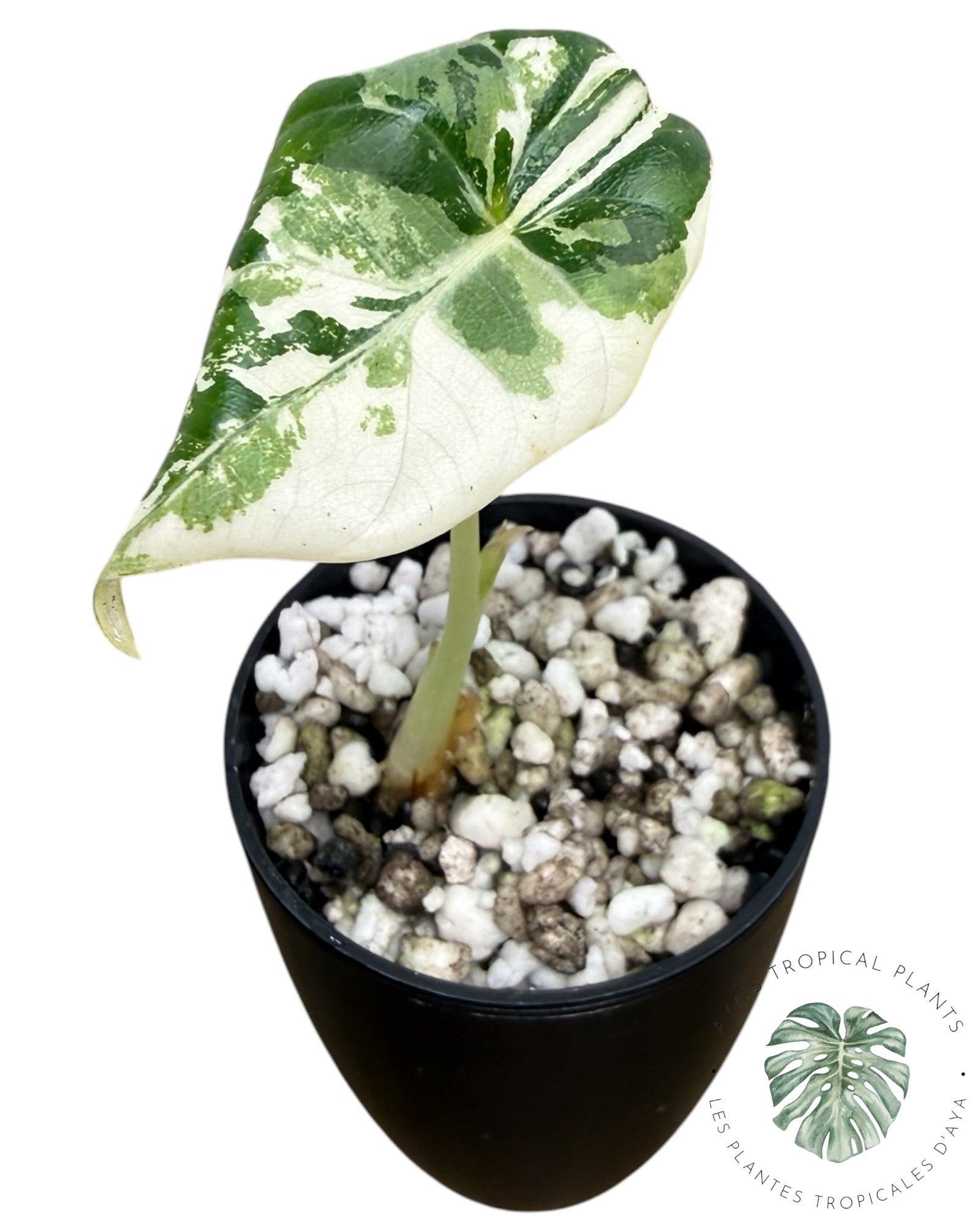 Alocasia Maharani Albo