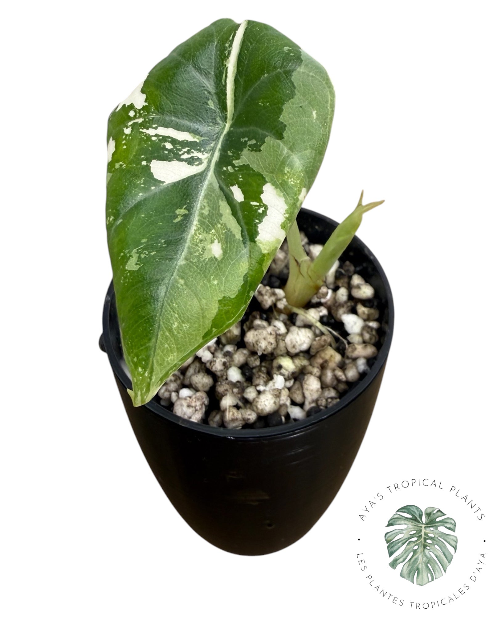 Alocasia Maharani Albo