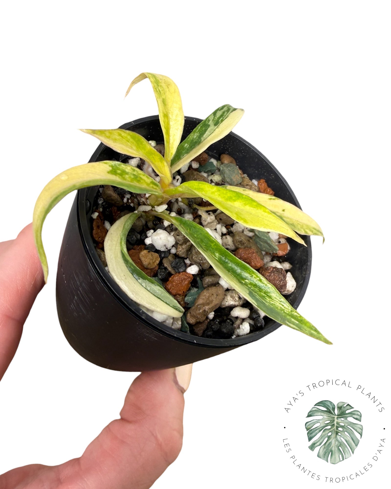 Philodendron Tortum Variegated