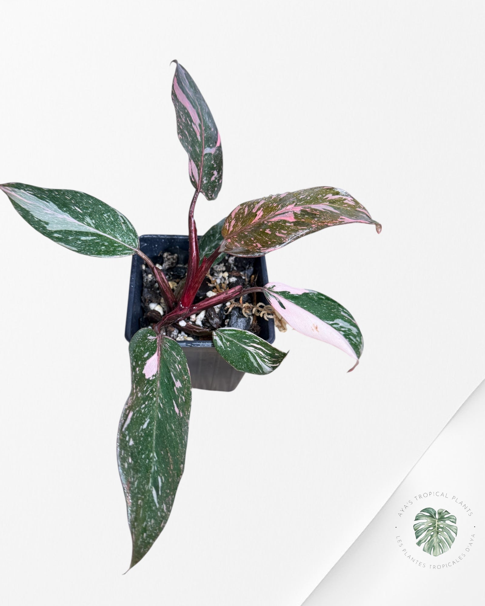 Philodendron Pink Princess Galaxy - 20