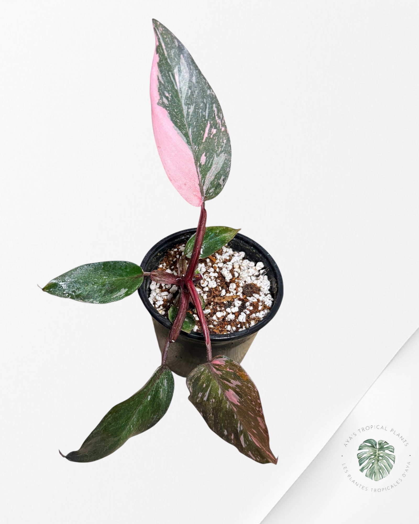 Philodendron Pink Princess Galaxy - 30
