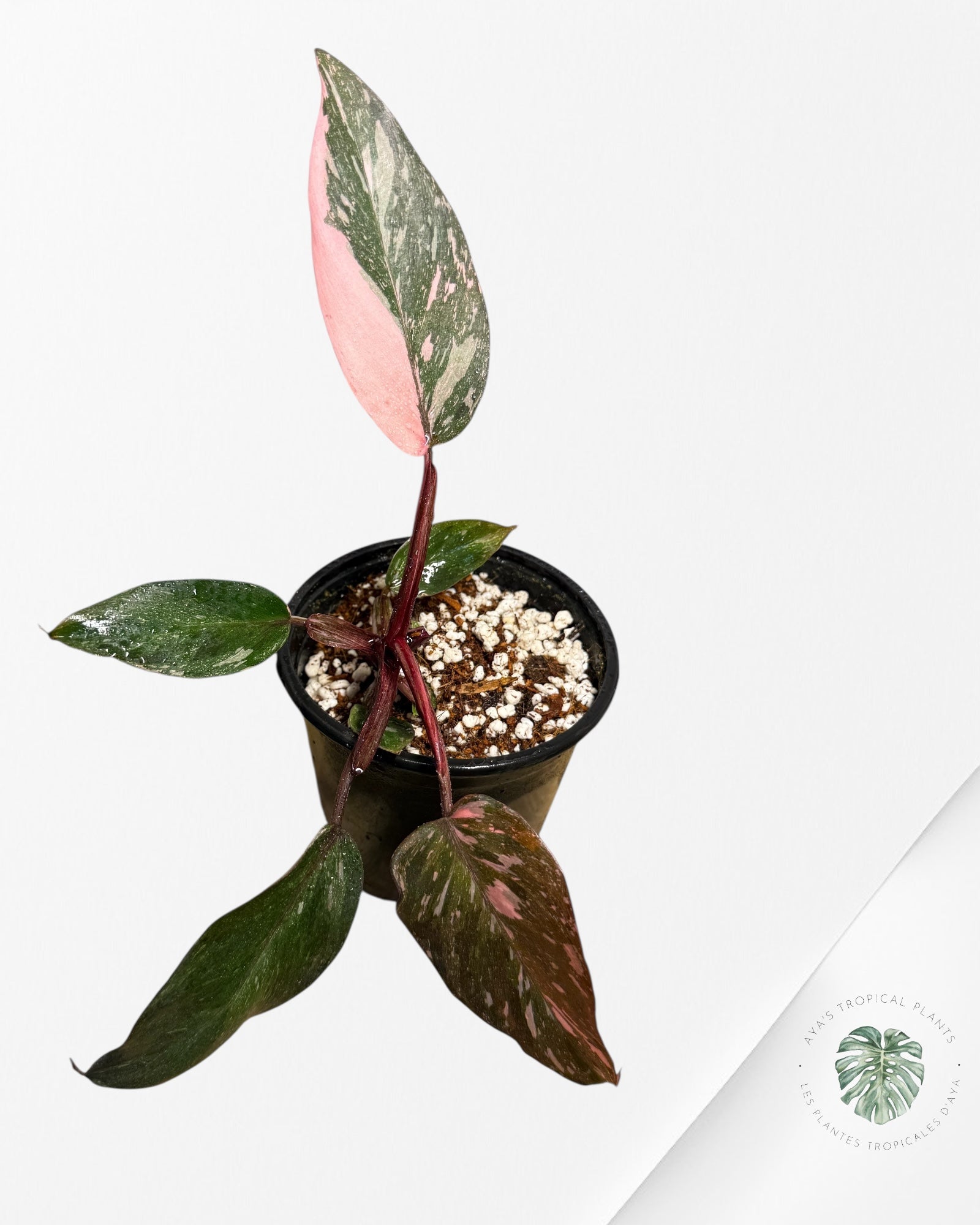Philodendron Pink Princess Galaxy - 30