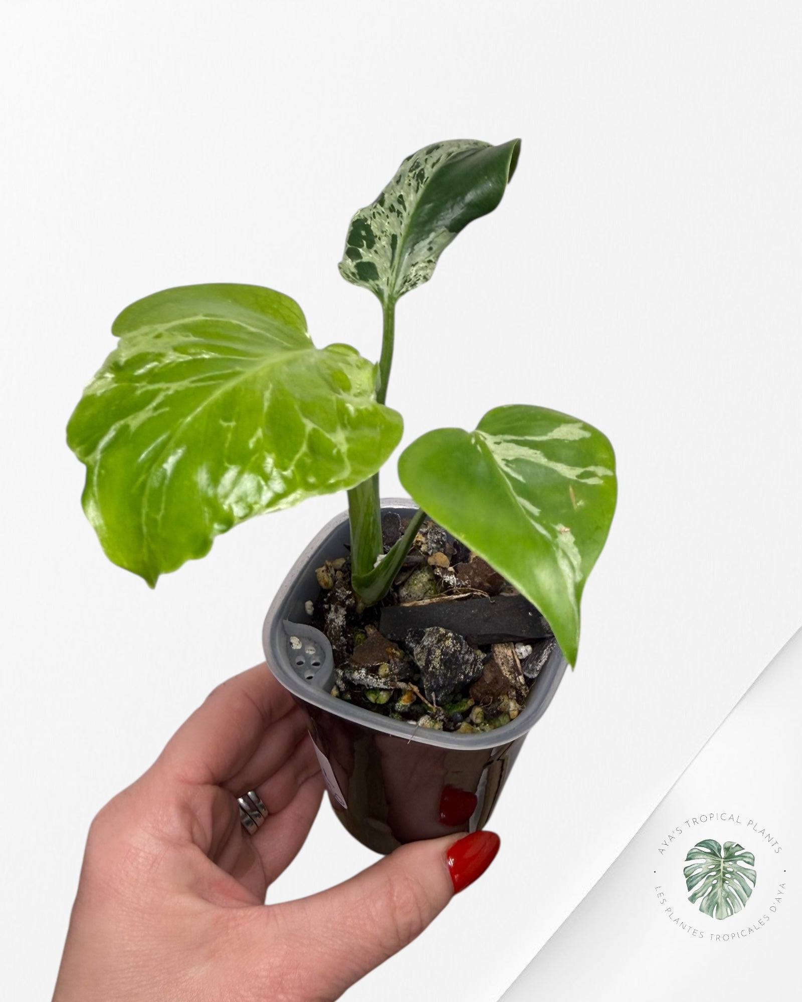 Monstera Deliciosa Bulbasaur