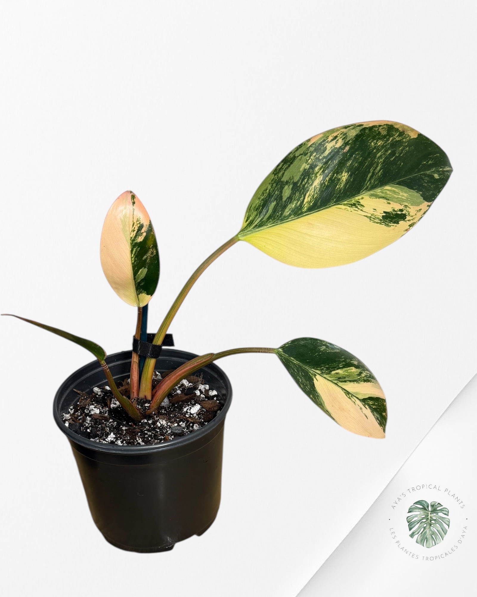 Philodendron 'Red Congo' variegated - 100