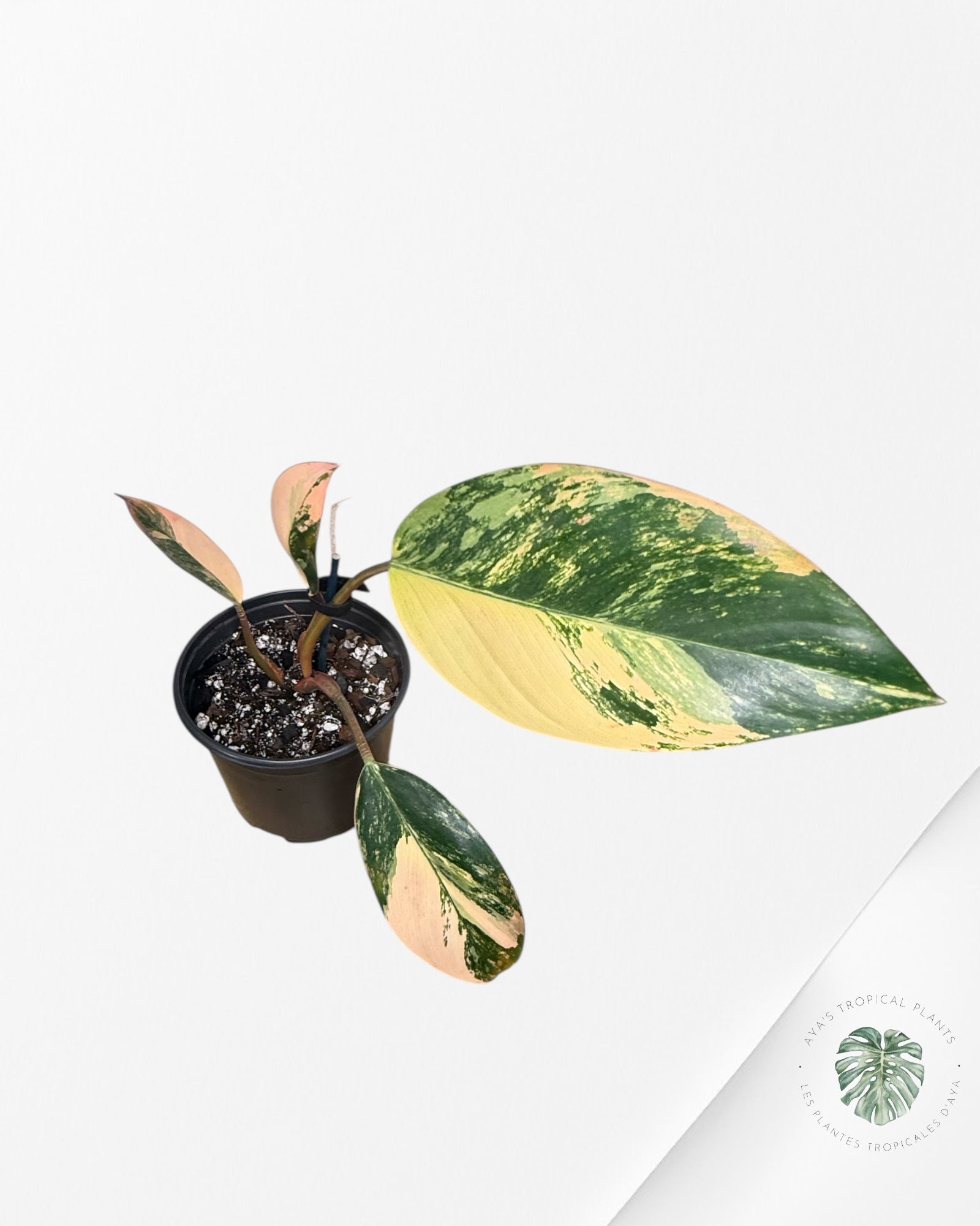 Philodendron 'Red Congo' variegated - 100