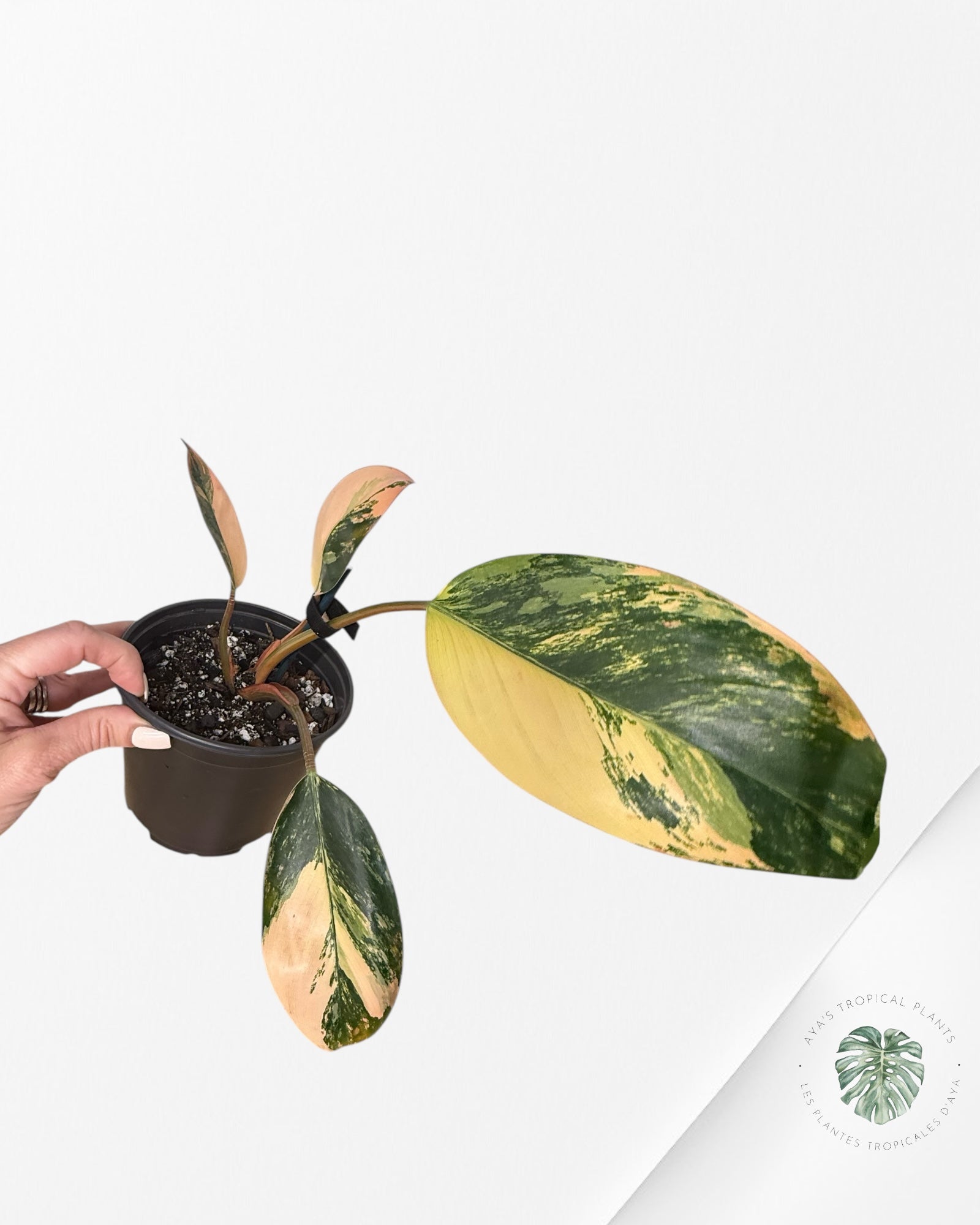 Philodendron 'Red Congo' variegated - 100