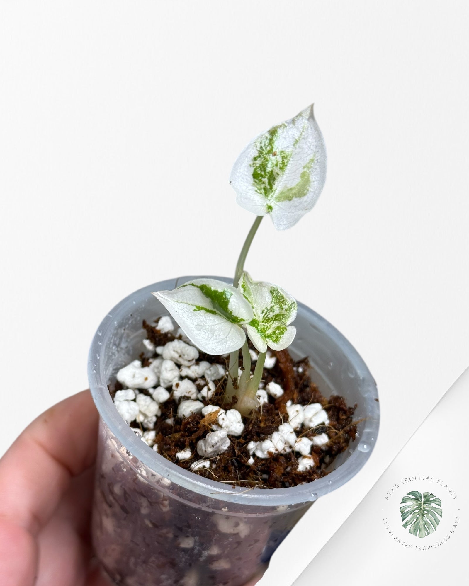 Alocasia Cuprea Pink Variegated | Rare TC Plant| Aya's Tropical Plants