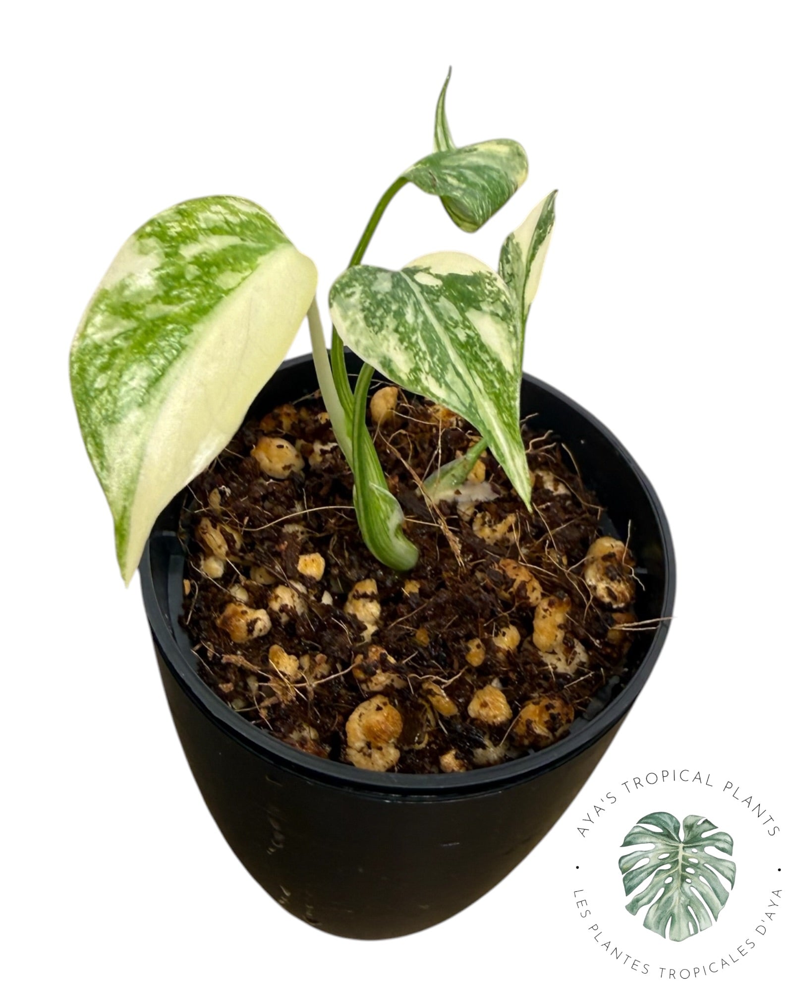 Monstera Thai Constellation Crème Brûlée