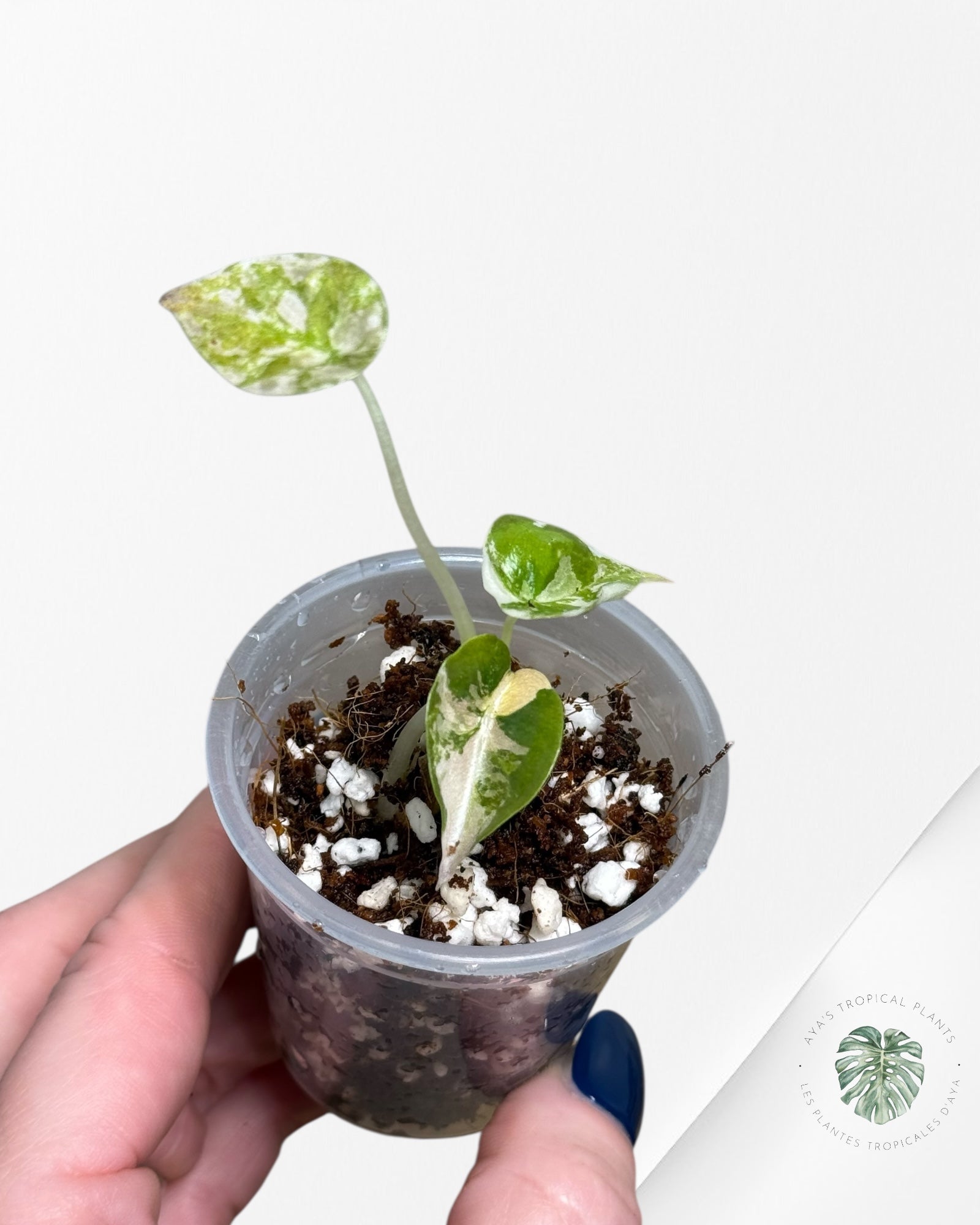 Alocasia Cuprea Pink Variegated | Rare TC Plant| Aya's Tropical Plants