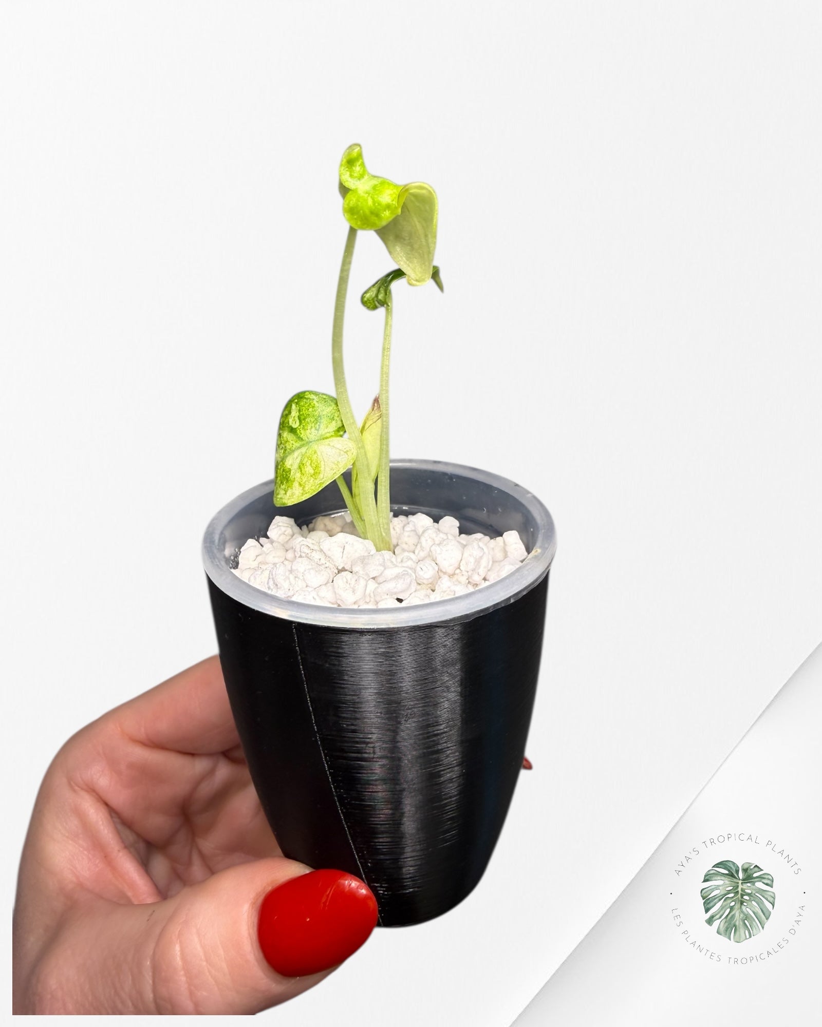 Alocasia Ninja Tricolor Variegated