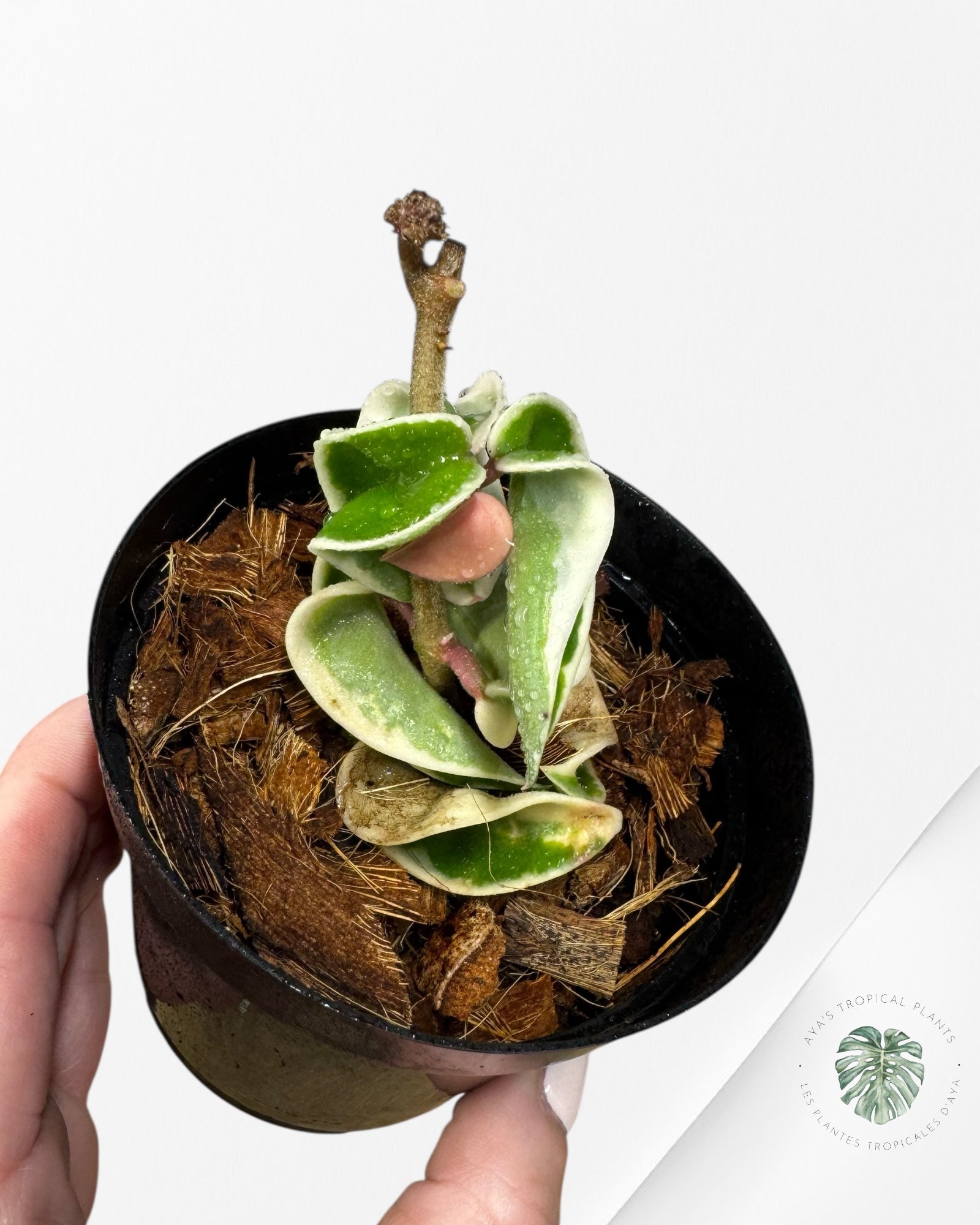 Hoya Carnosa Compacta (panachure extérieure) - C