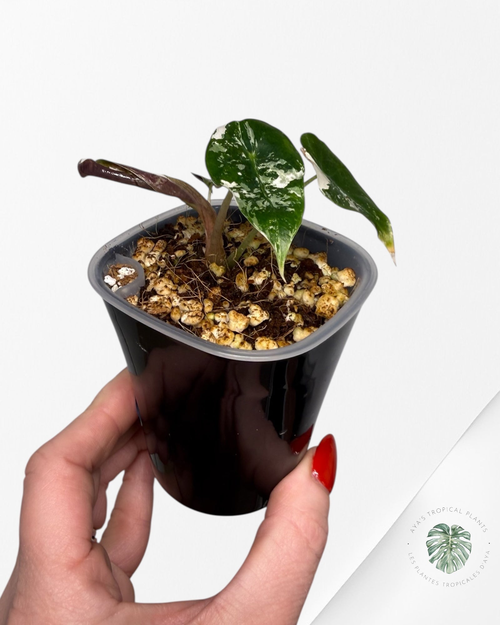 Alocasia Polly Pink Variegated