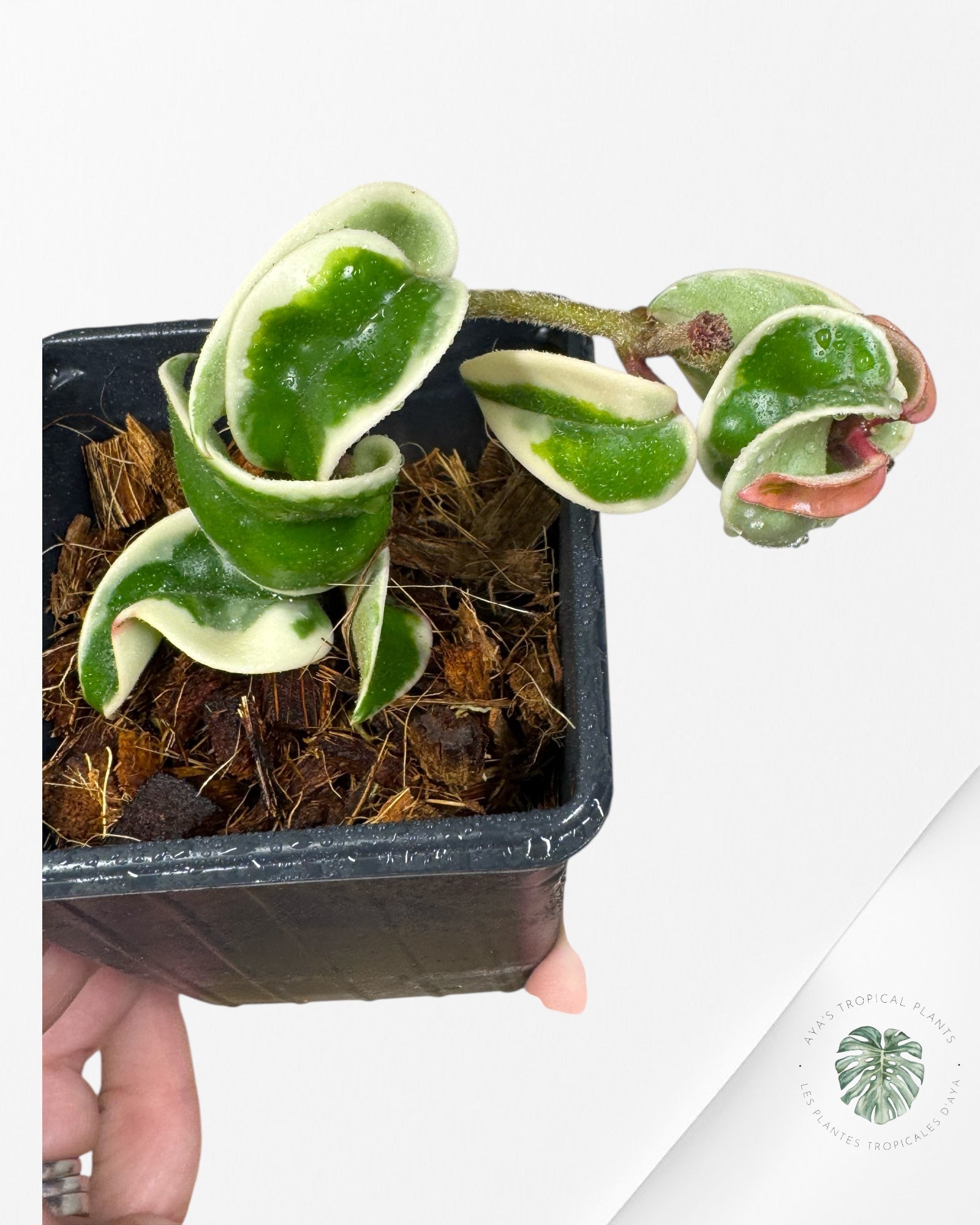 Hoya Carnosa Compacta (panachure extérieure) - A