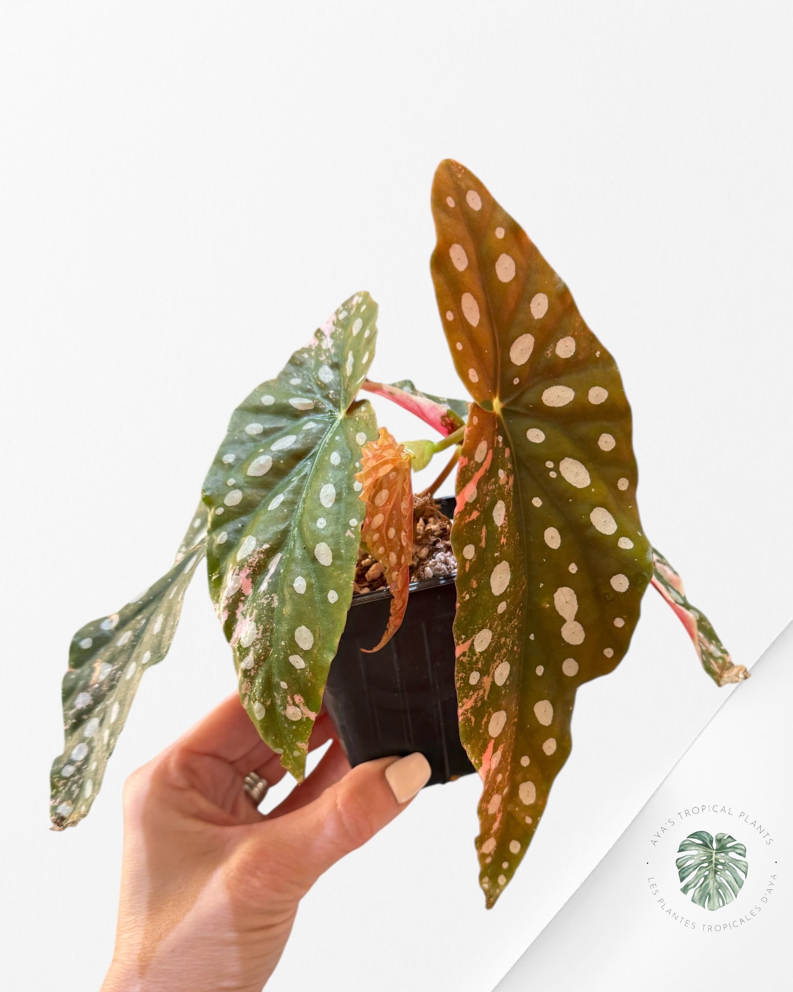 Begonia Maculata Pink Variegated-FL10