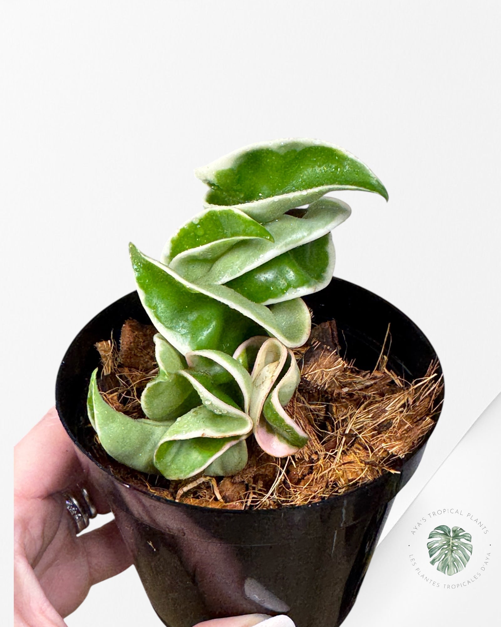 Hoya Carnosa Compacta (panachure extérieure) - D