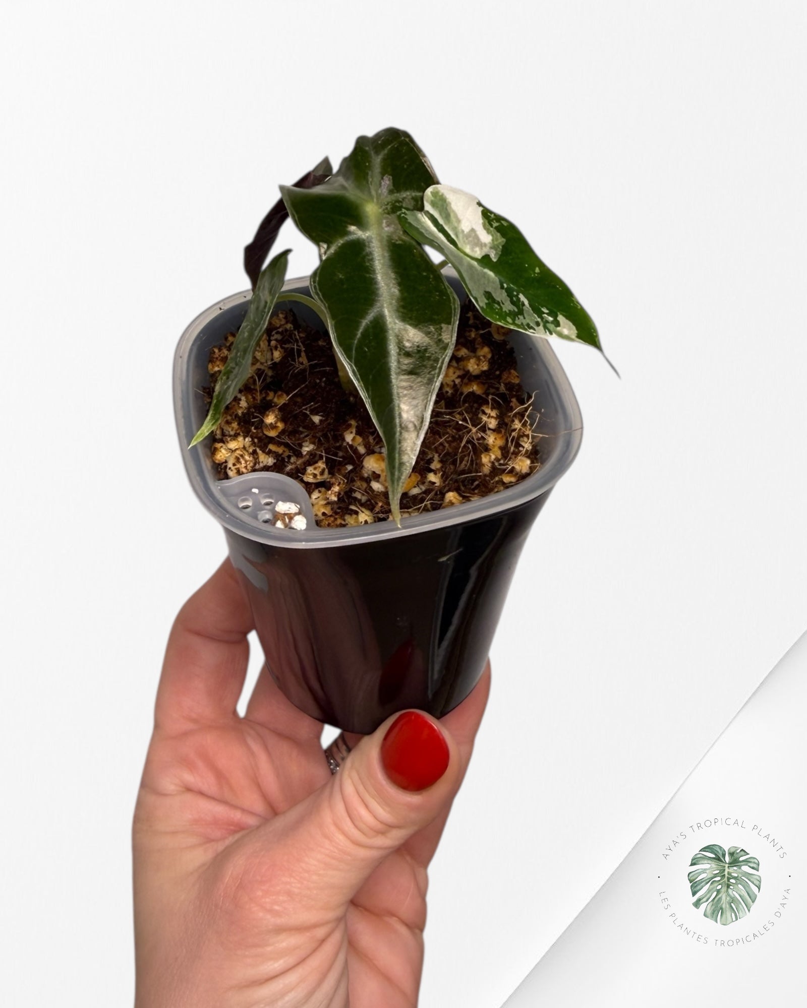 Alocasia Polly Pink Variegated