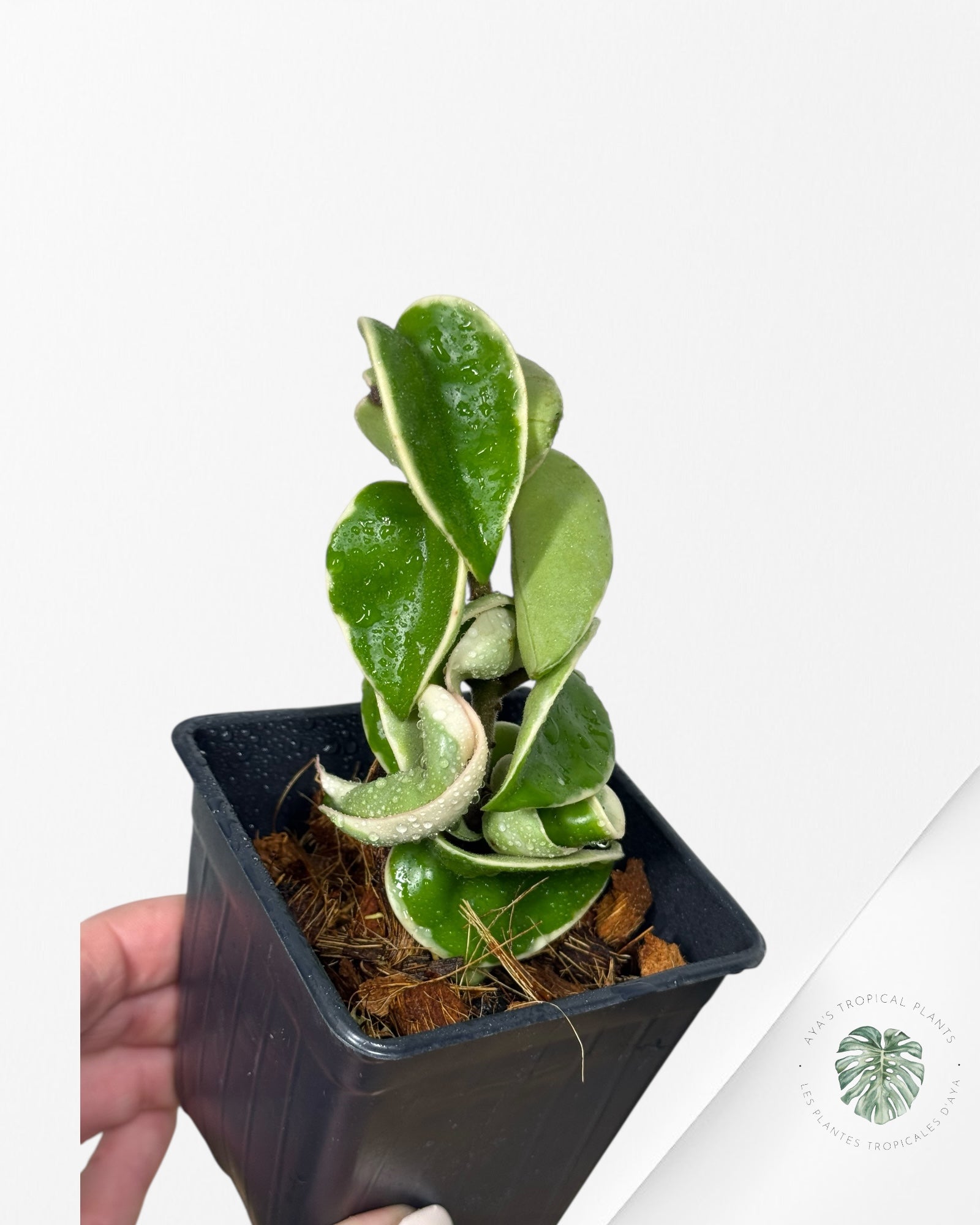 Hoya Carnosa Compacta (panachure extérieure) - B