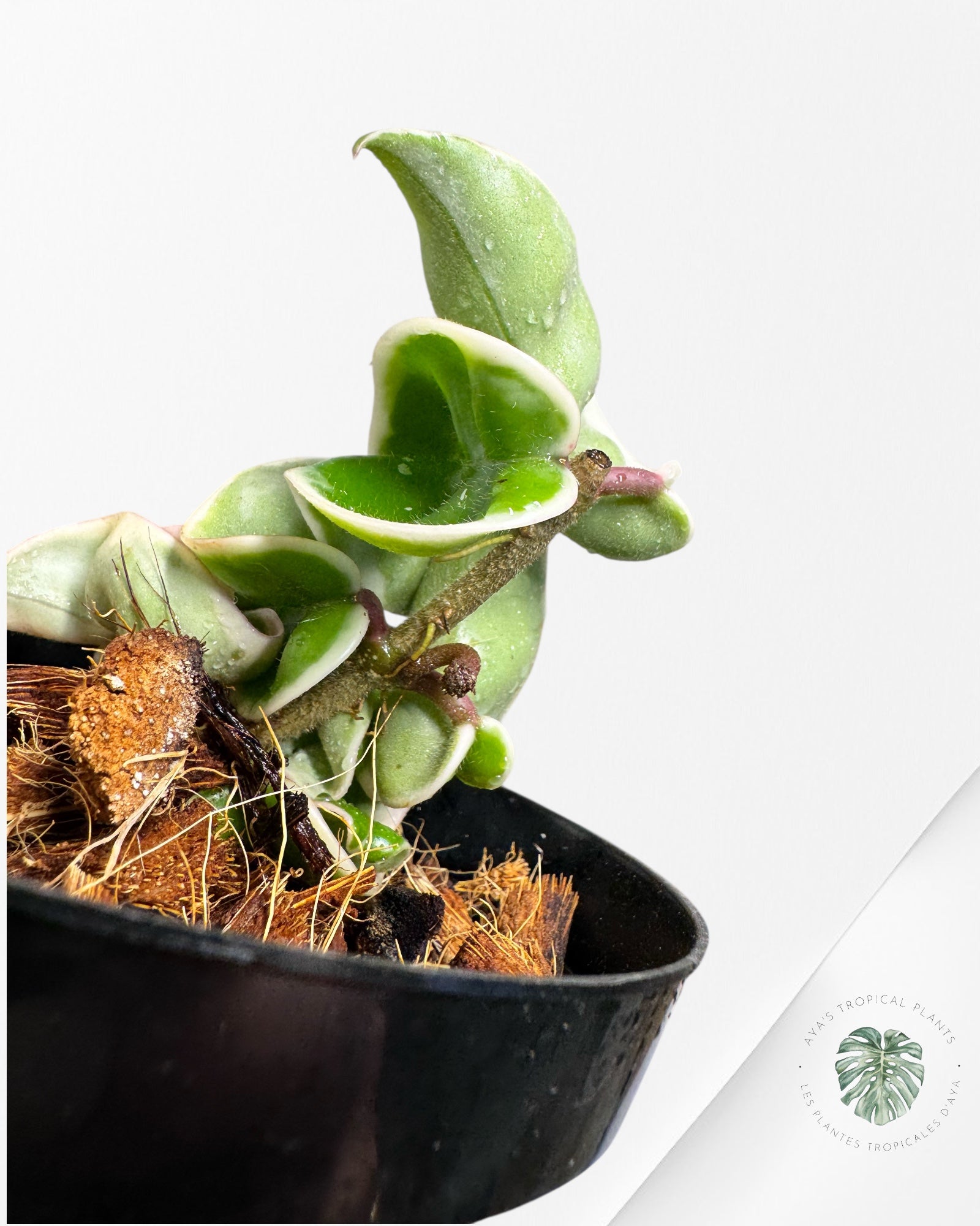 Hoya Carnosa Compacta (panachure extérieure) - D