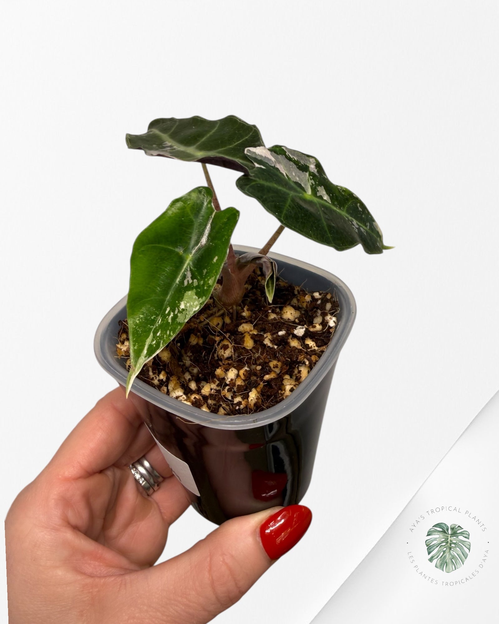 Alocasia Polly Pink Variegated