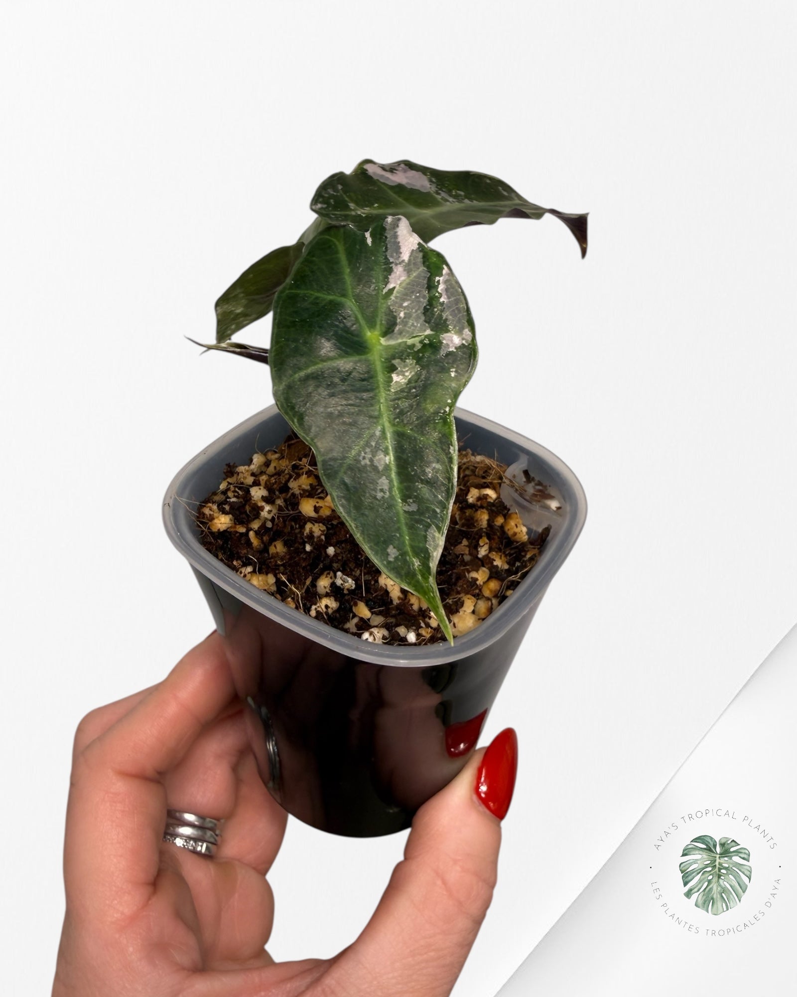 Alocasia Polly Pink Variegated