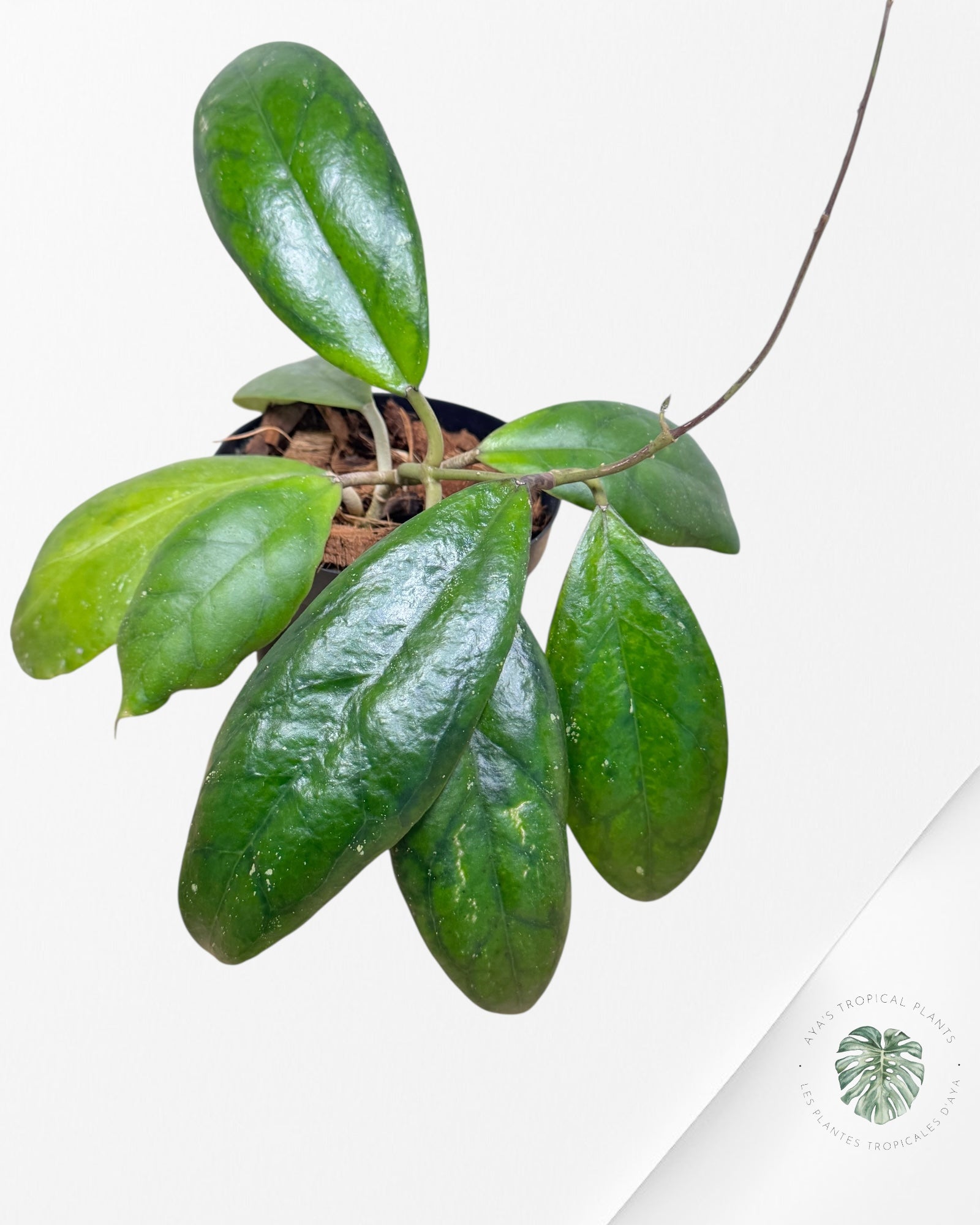 Hoya Juannguoana - J1
