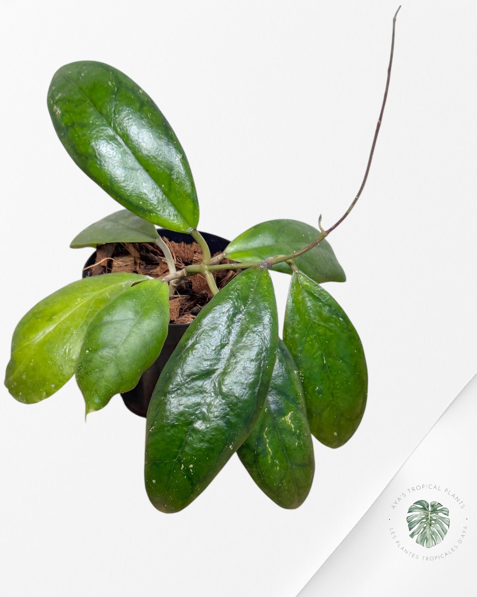 Hoya Juannguoana - J1