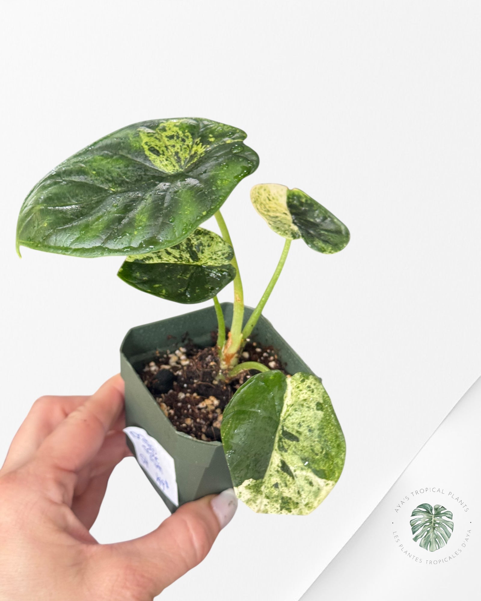 Alocasia Dragon Scale Mint - S4