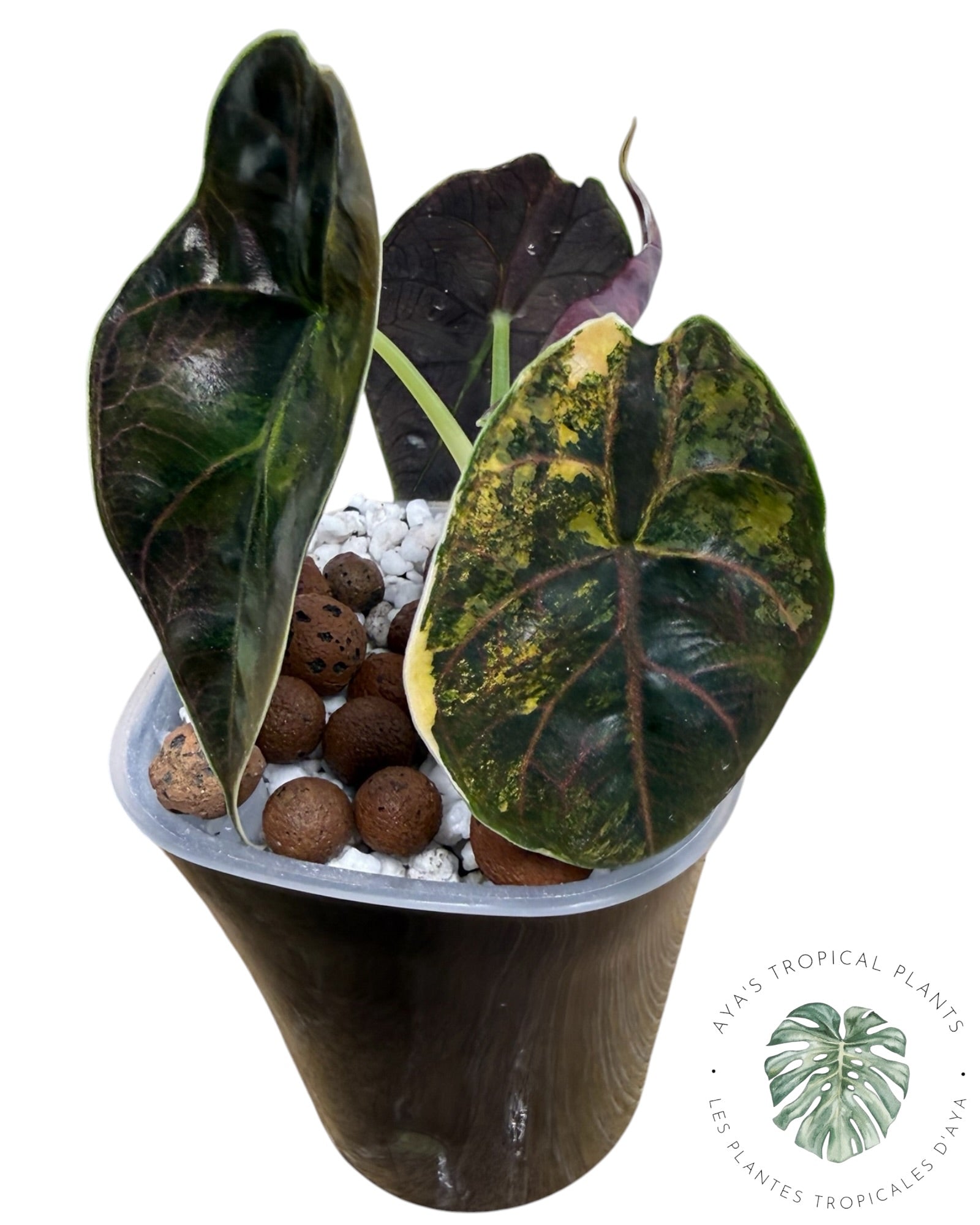 Alocasia Azlanii Aurea Variegated
