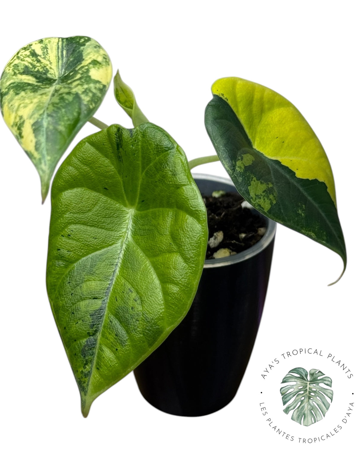 Alocasia Maharani Golden Lime