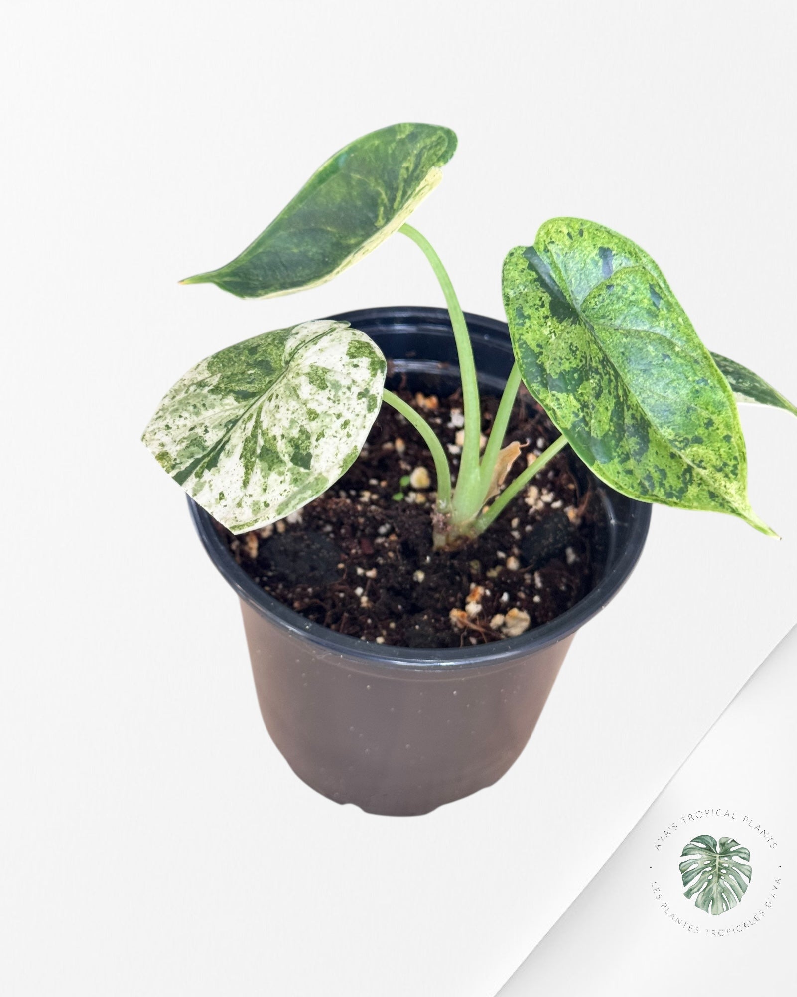 Alocasia Dragon Scale Menthe - S7
