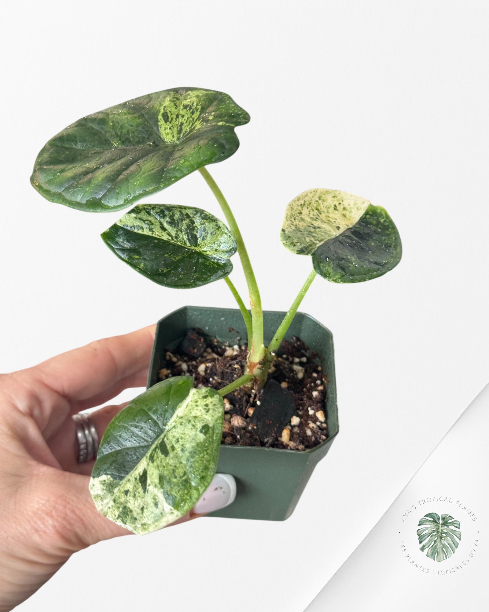 Alocasia Dragon Scale Mint - S4