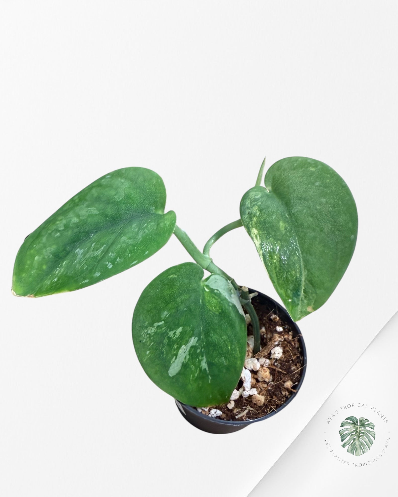 Scindapsus Mangurai
