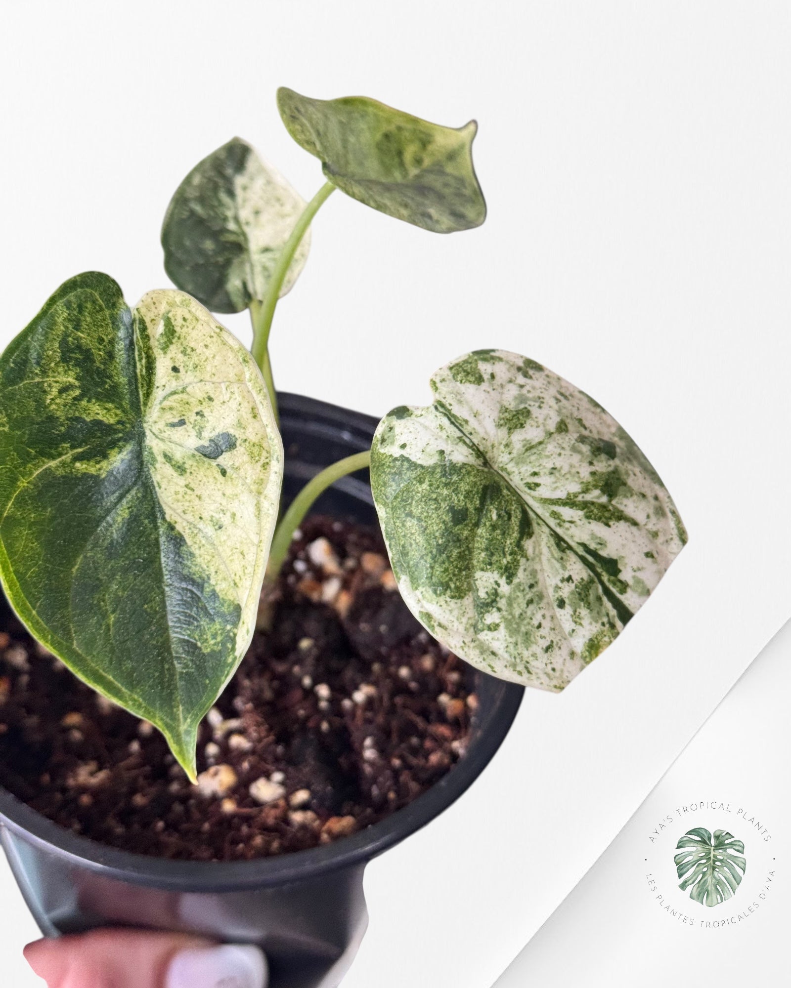 Alocasia Dragon Scale Menthe - S7