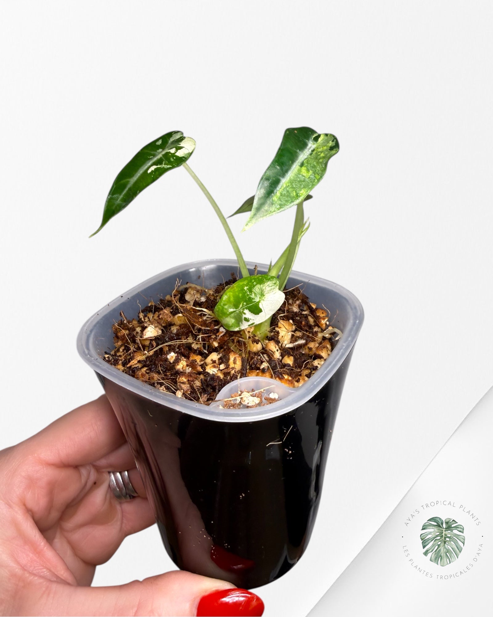 Alocasia Bambino  Albo & Aurea Variegated