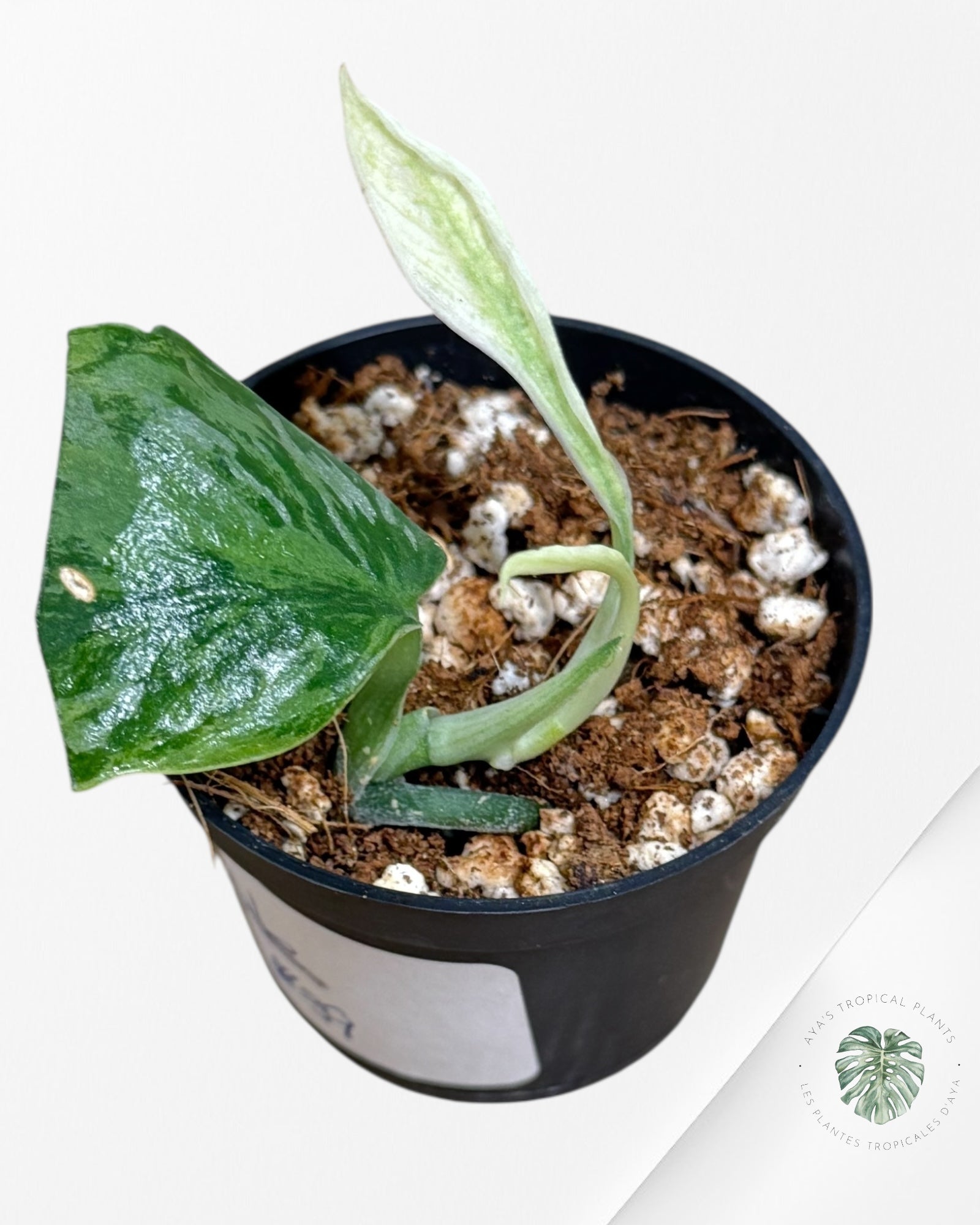 Scindapsus Lichemint - L1