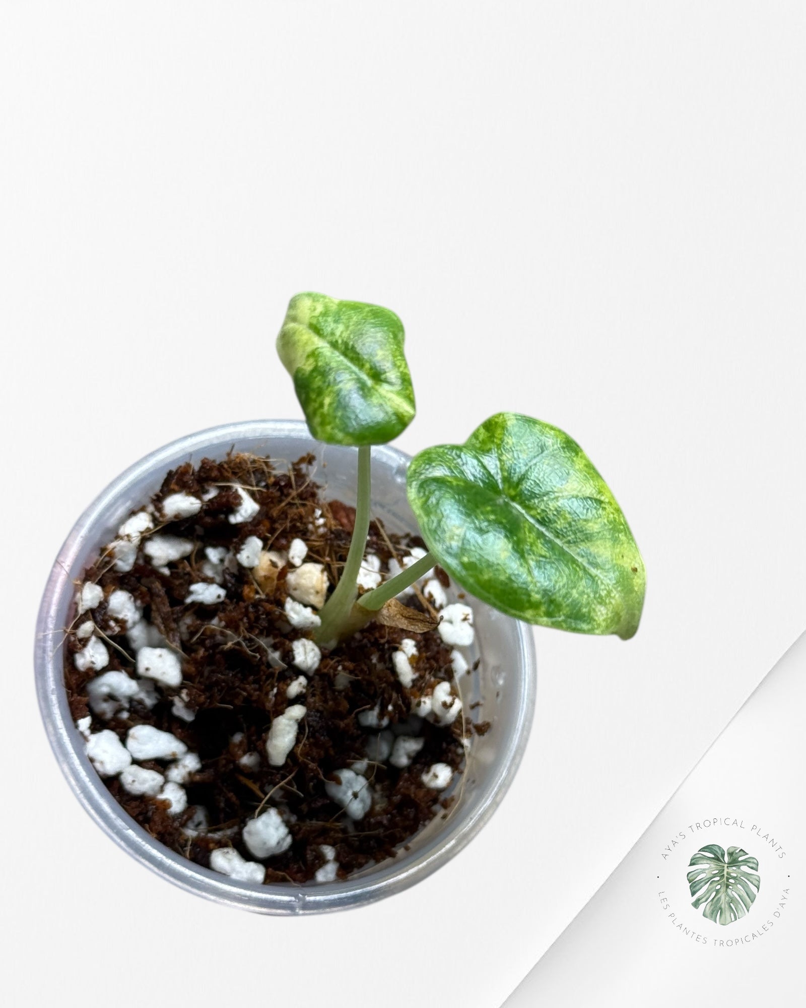 Alocasia Melo Variegated Aurea| Rare TC Plant| Aya's Tropical Plants