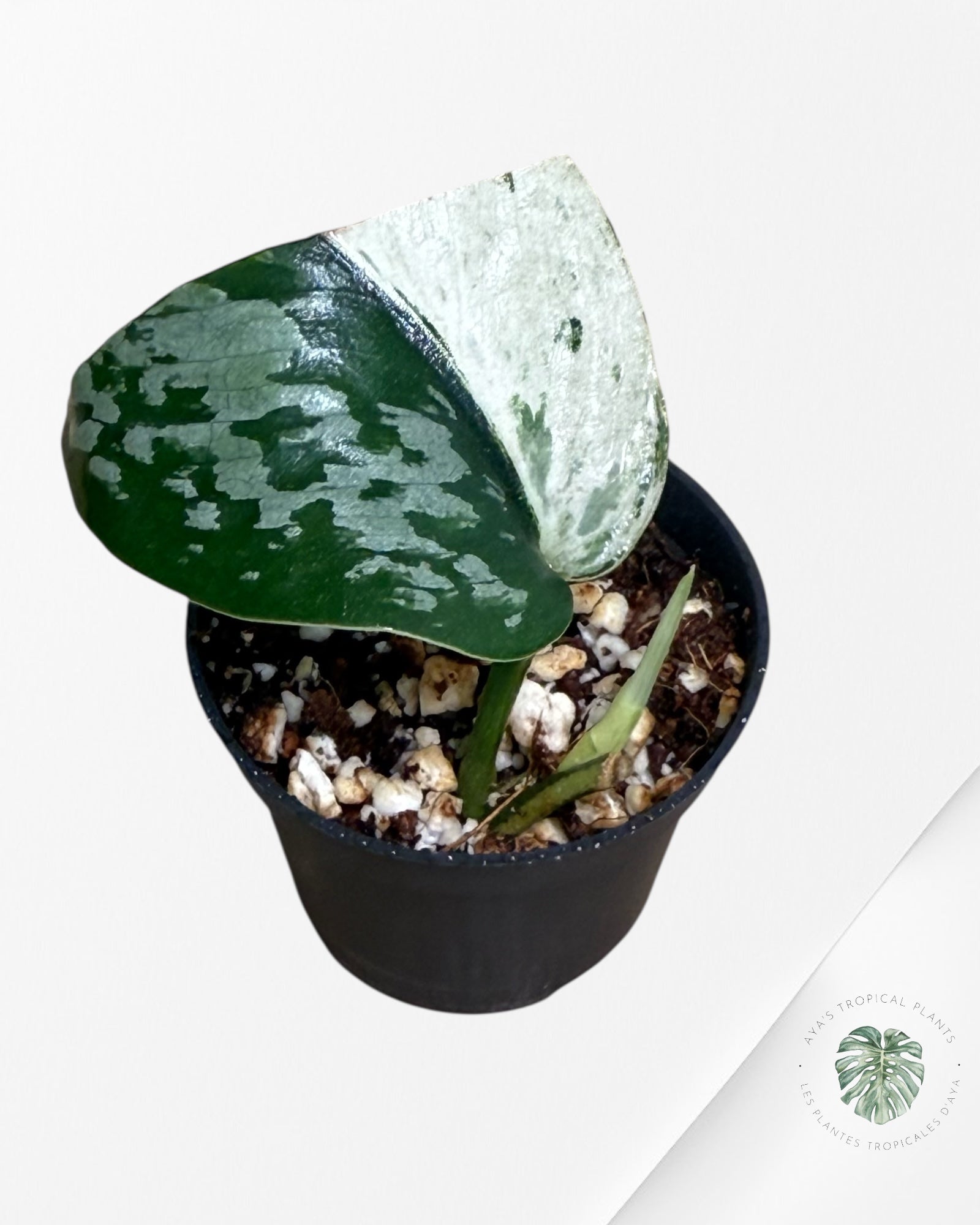 Scindapsus Exotica Albo Variagated-CC