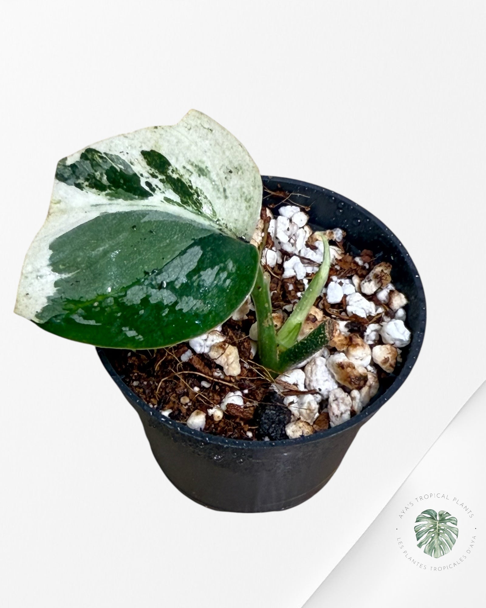 Scindapsus Exotica Albo Variagated-BB
