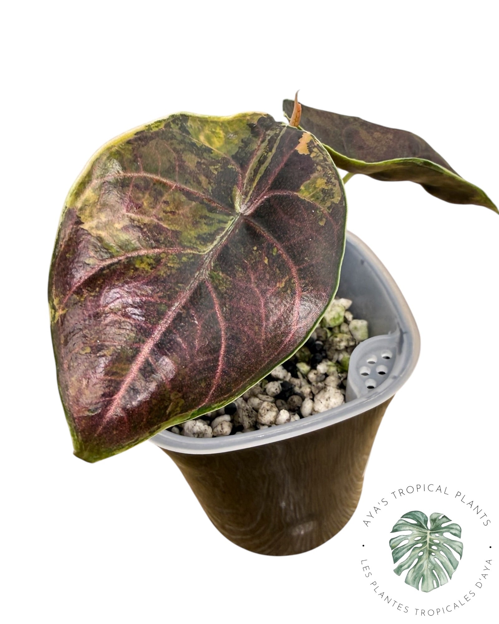Alocasia Azlanii Aurea panaché