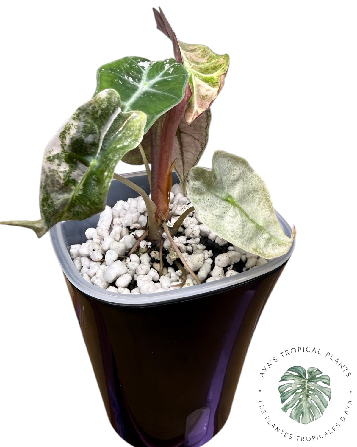 Alocasia Polly Lava Variegated
